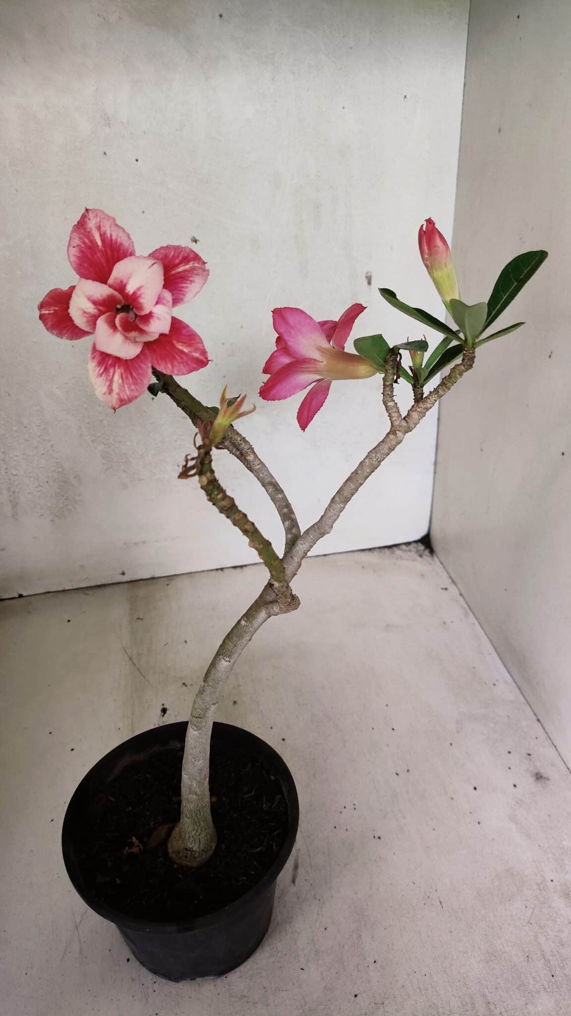 Planta Dobrada 3694 – 30cm – 02 anos - foto 4