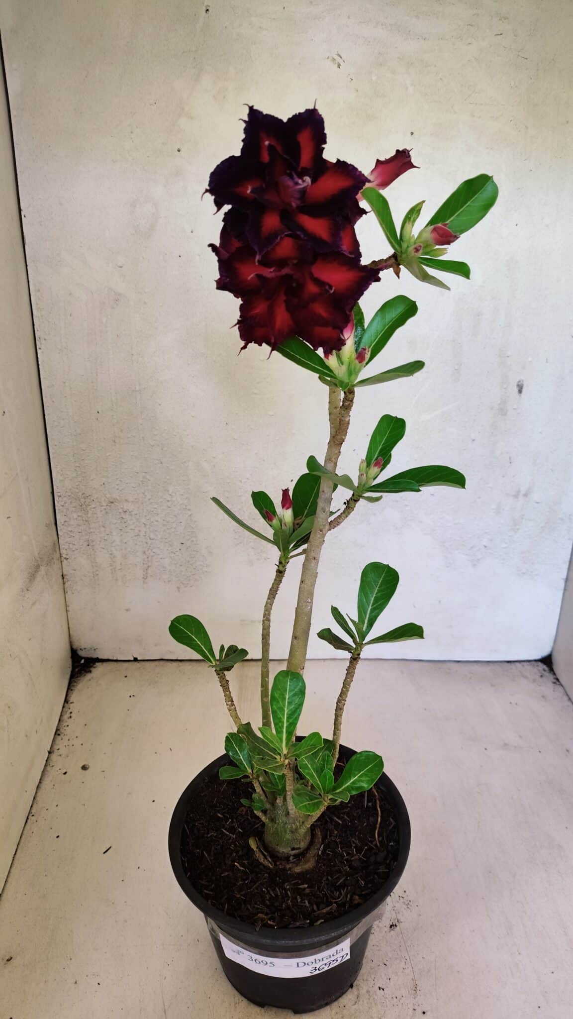 Planta Dobrada 3695 – 35cm – 03 anos - foto 2