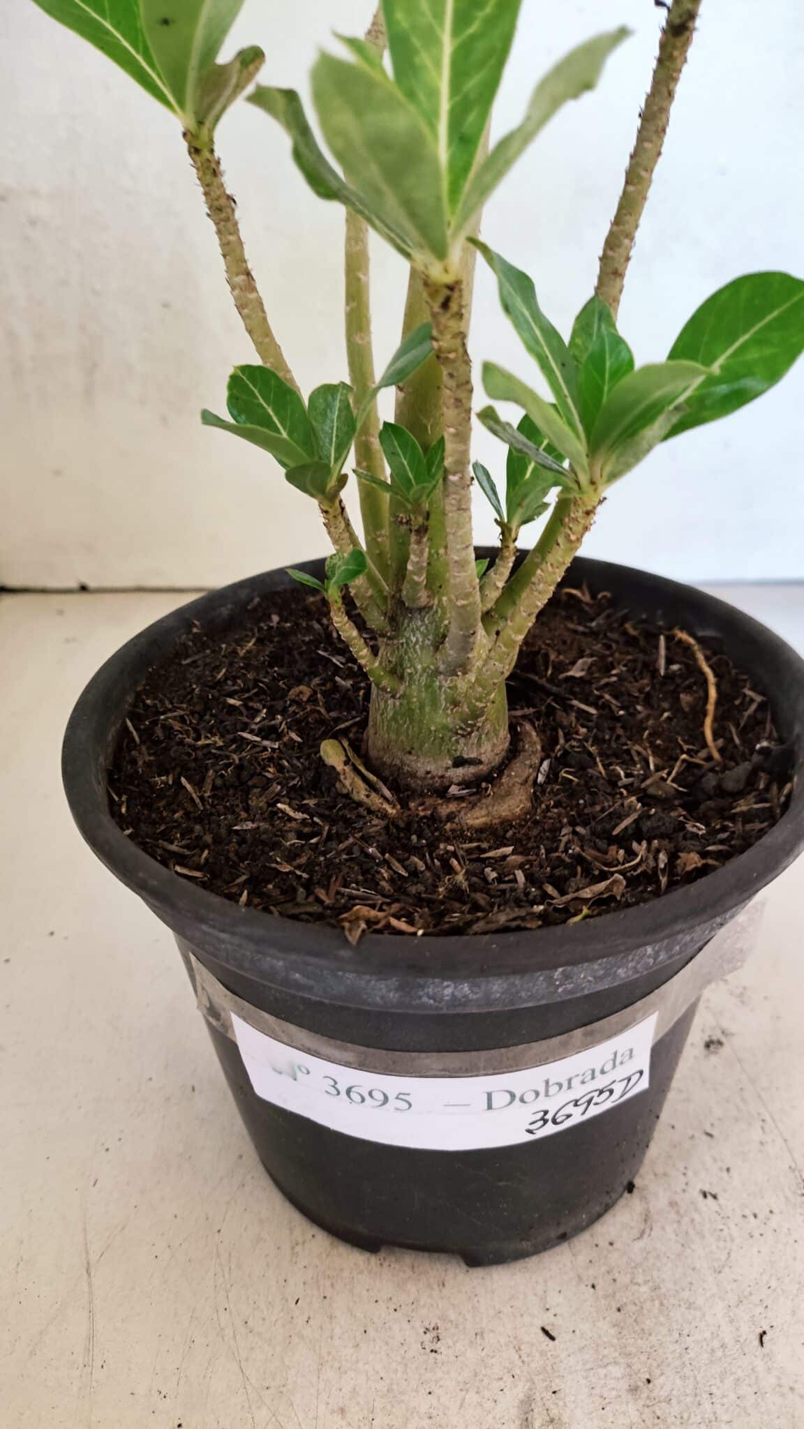 Planta Dobrada 3695 – 35cm – 03 anos - foto 6