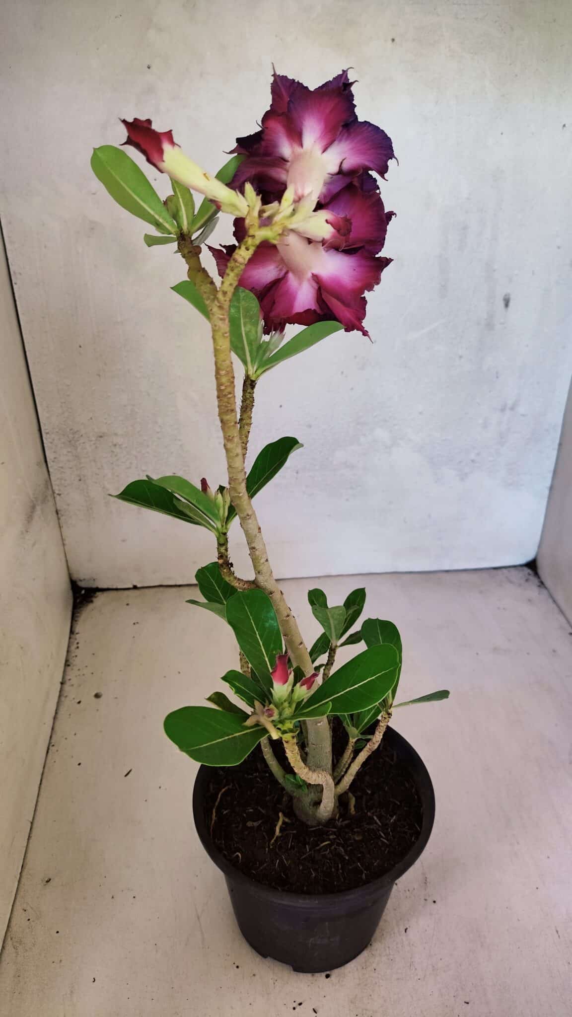 Planta Dobrada 3695 – 35cm – 03 anos - foto 5