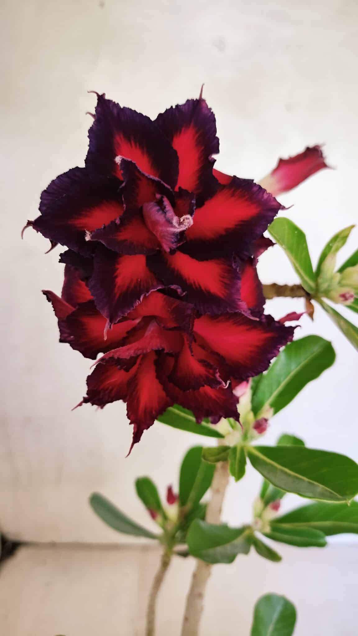 Planta Dobrada 3695 – 35cm – 03 anos - foto 4