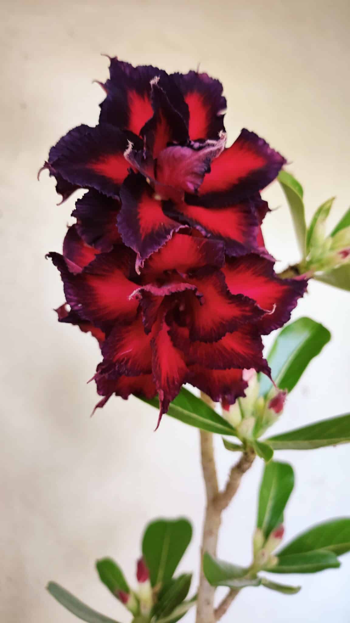 Planta Dobrada 3695 – 35cm – 03 anos - foto 3