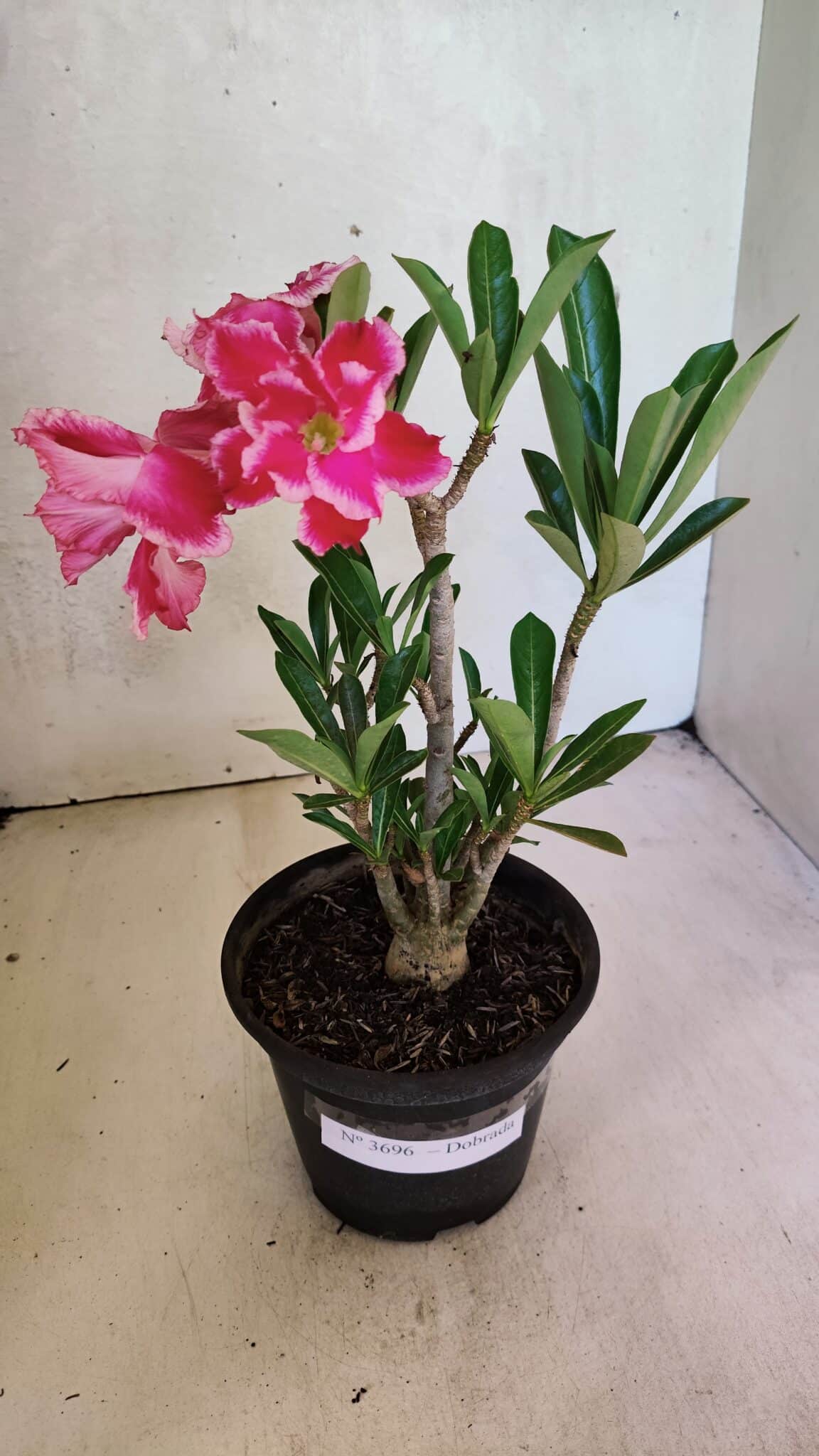 Planta Dobrada 3696 – 30cm – 02 anos - foto 2