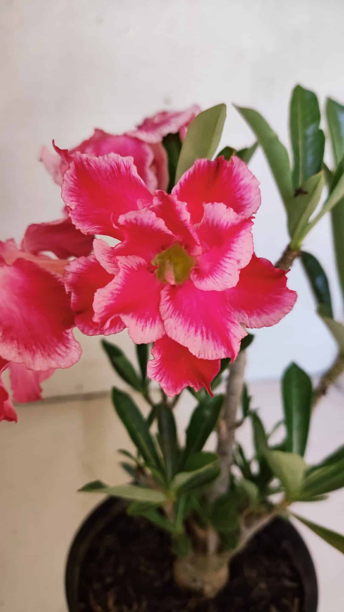 Planta Dobrada 3696 – 30cm – 02 anos - foto 3