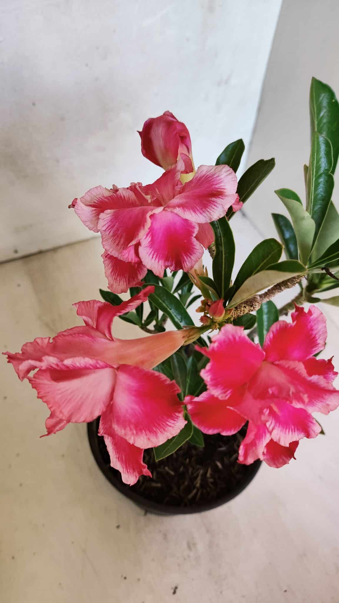 Planta Dobrada 3696 – 30cm – 02 anos - foto 4