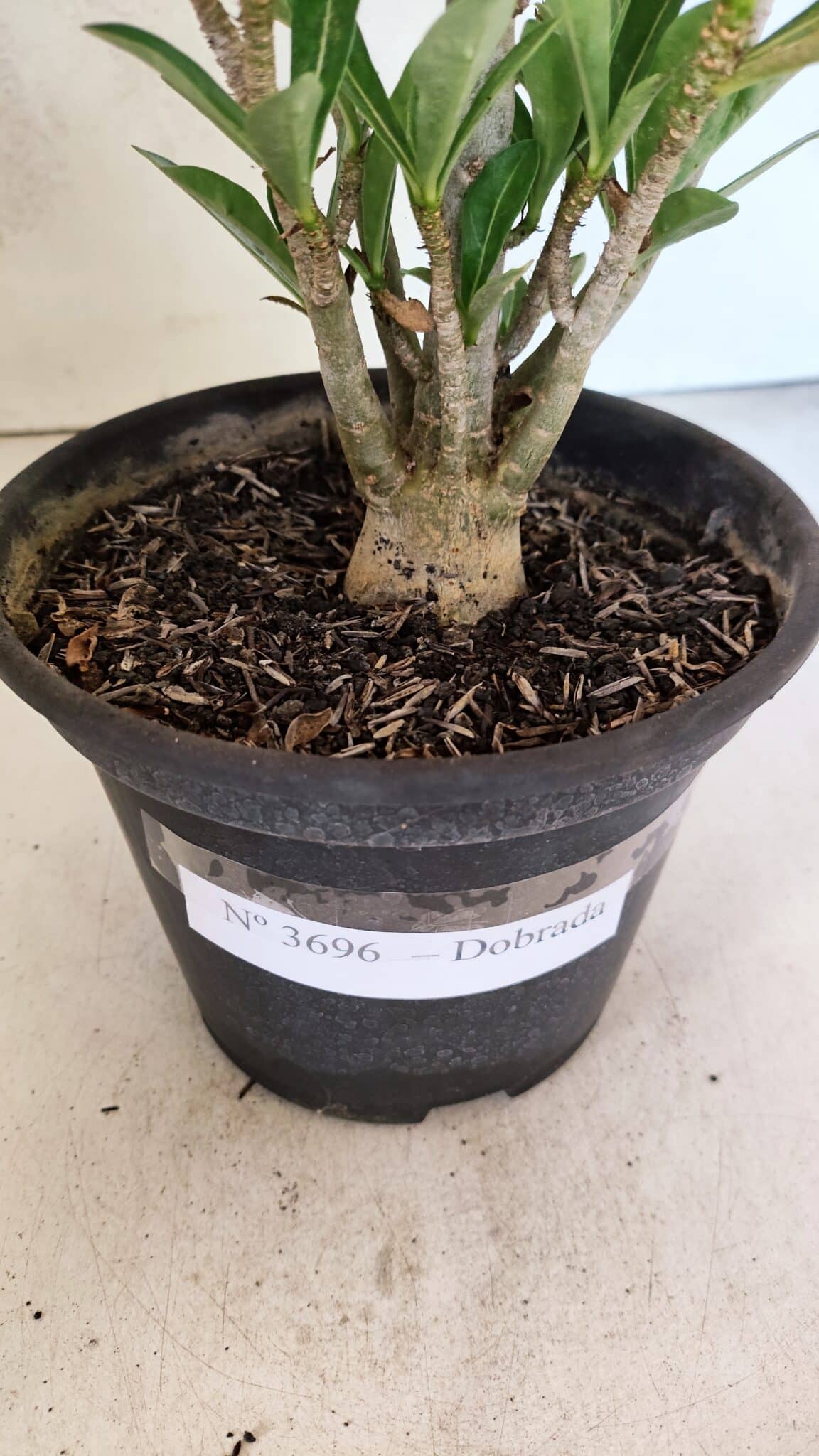 Planta Dobrada 3696 – 30cm – 02 anos - foto 7
