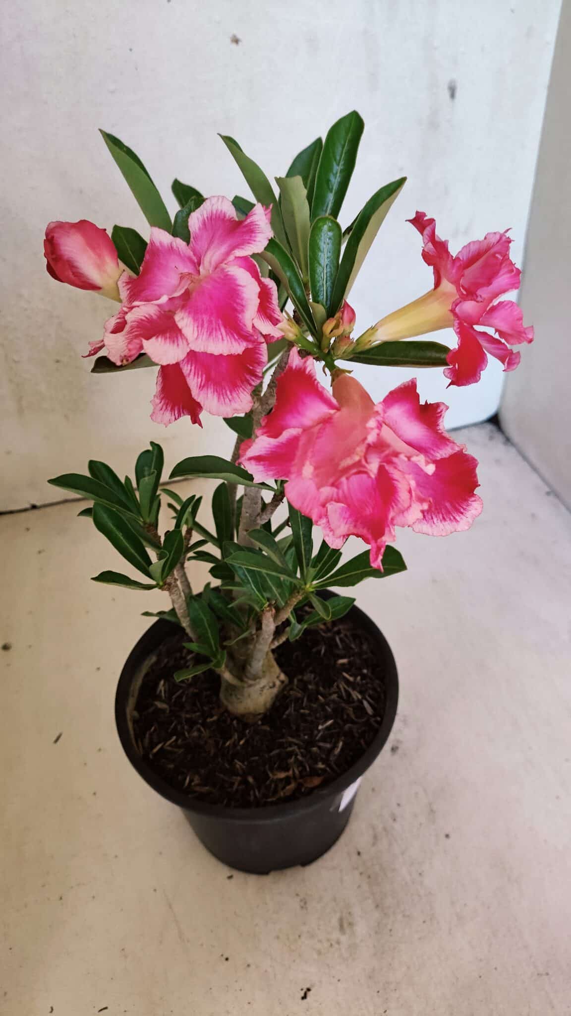 Planta Dobrada 3696 – 30cm – 02 anos - foto 5