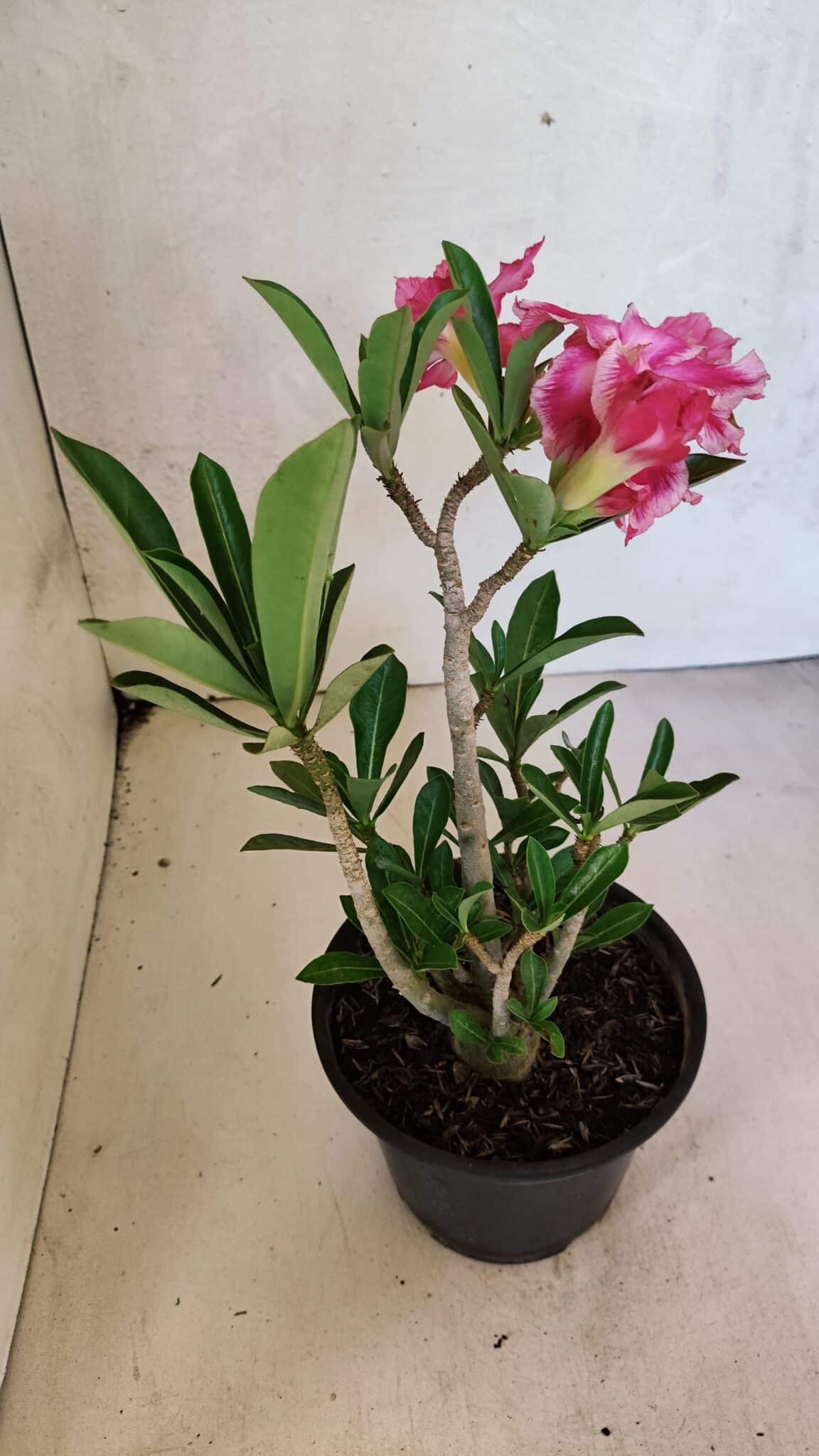 Planta Dobrada 3696 – 30cm – 02 anos - foto 6