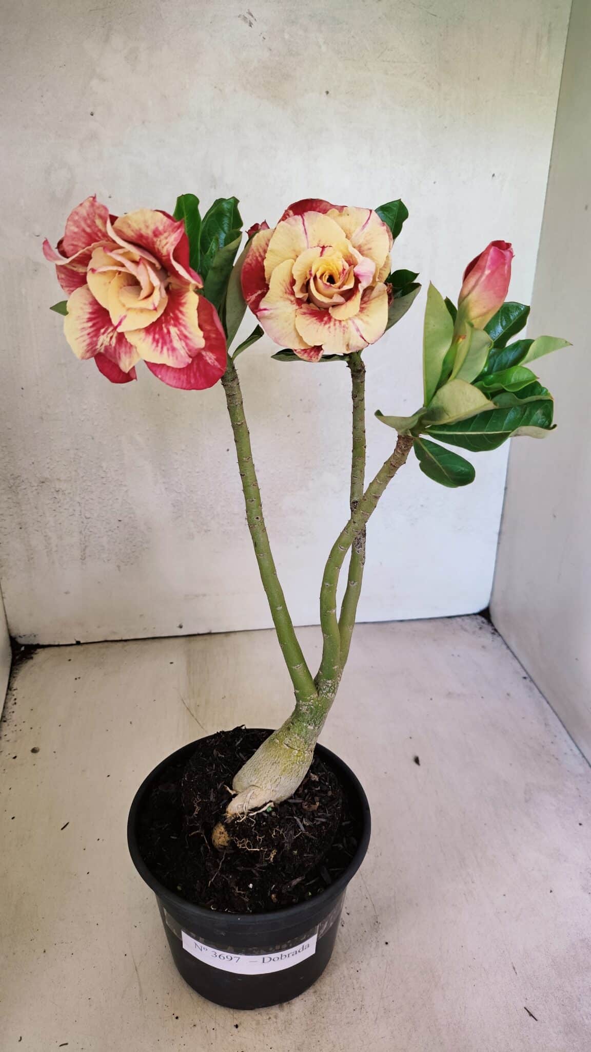Planta Dobrada 3697 – 35cm – 03 anos - foto 2