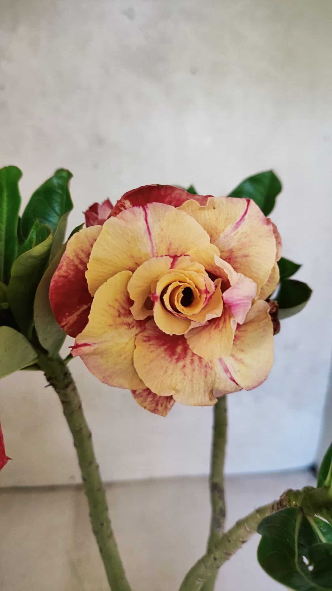 Planta Dobrada 3697 – 35cm – 03 anos - foto 3