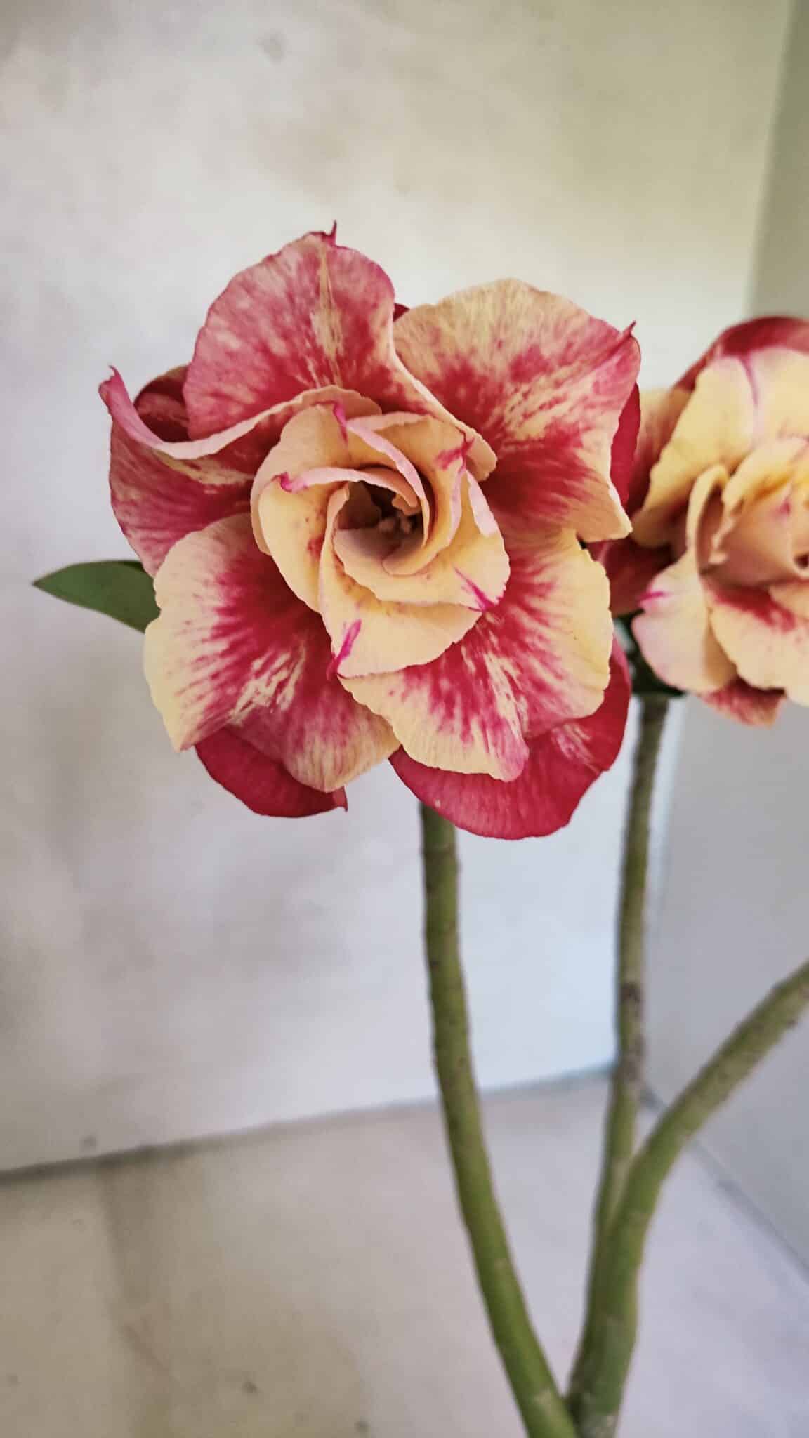 Planta Dobrada 3697 – 35cm – 03 anos - foto 4