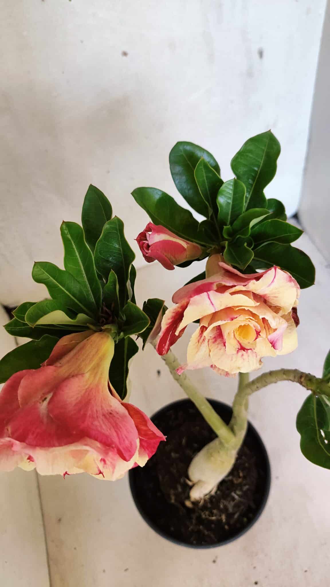 Planta Dobrada 3697 – 35cm – 03 anos - foto 5