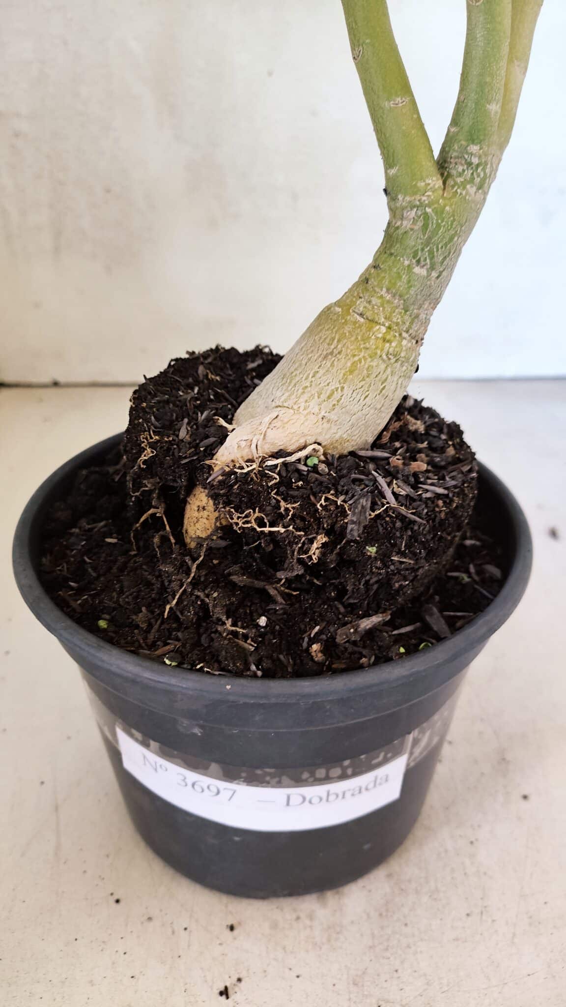 Planta Dobrada 3697 – 35cm – 03 anos - foto 8