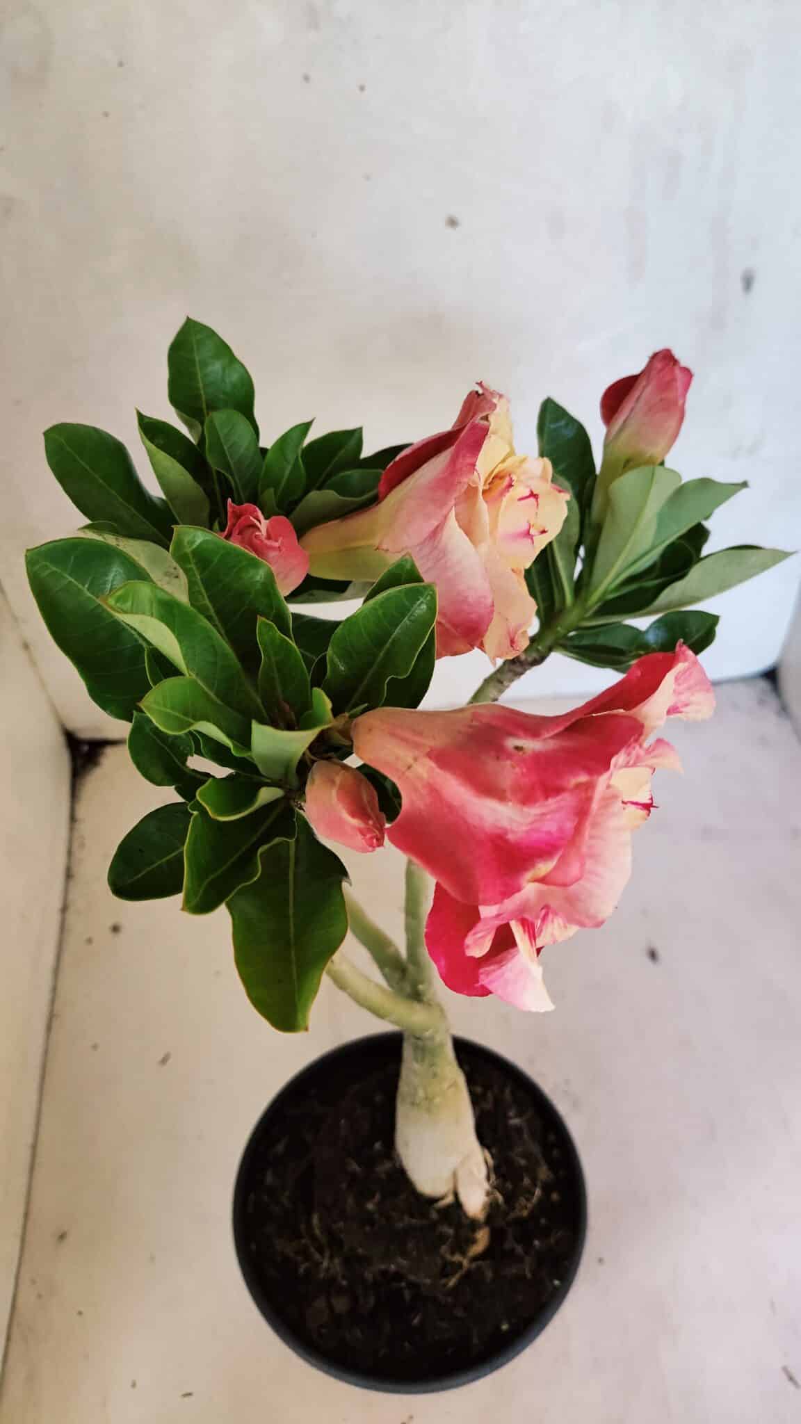 Planta Dobrada 3697 – 35cm – 03 anos - foto 7