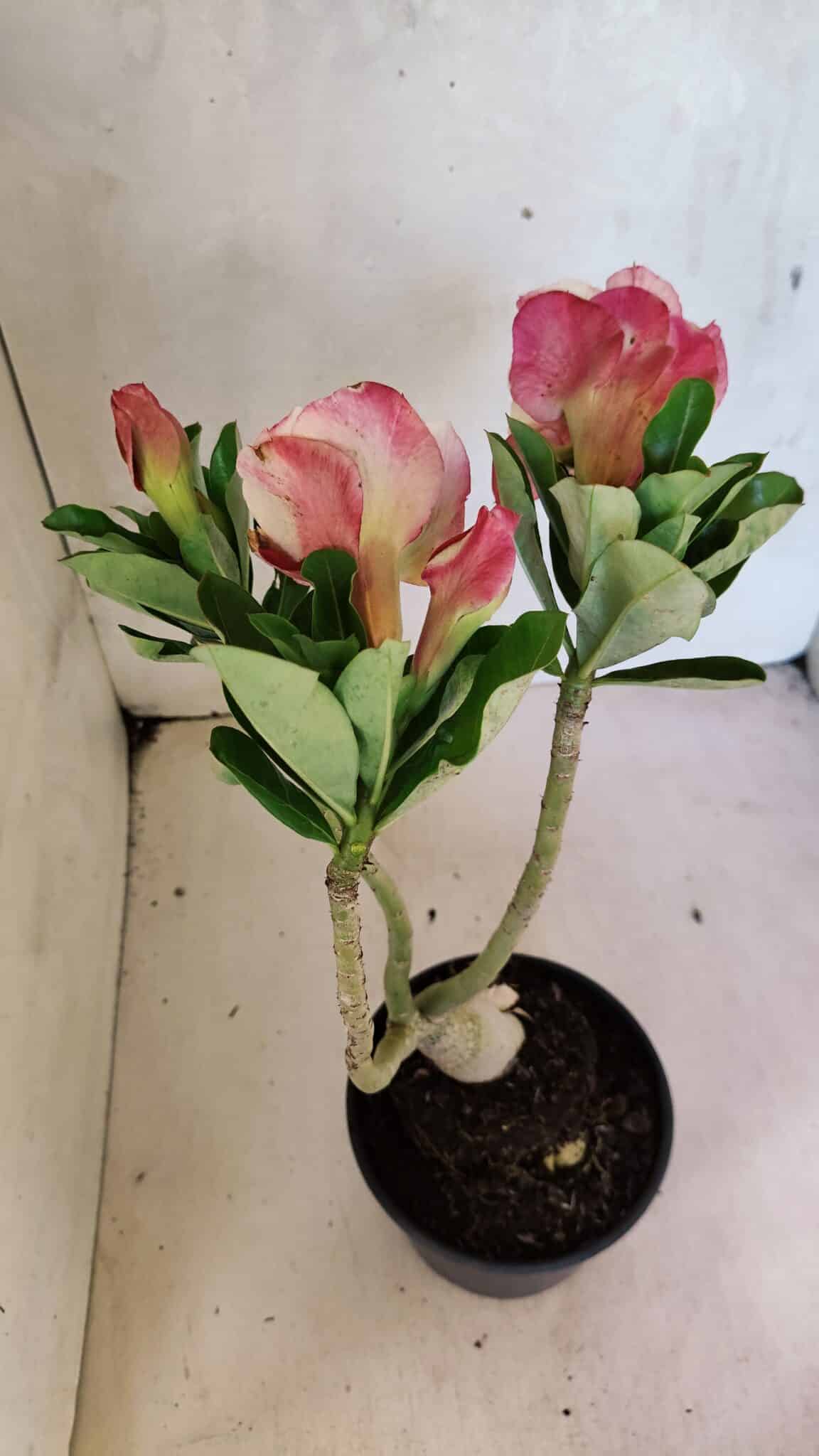Planta Dobrada 3697 – 35cm – 03 anos - foto 6
