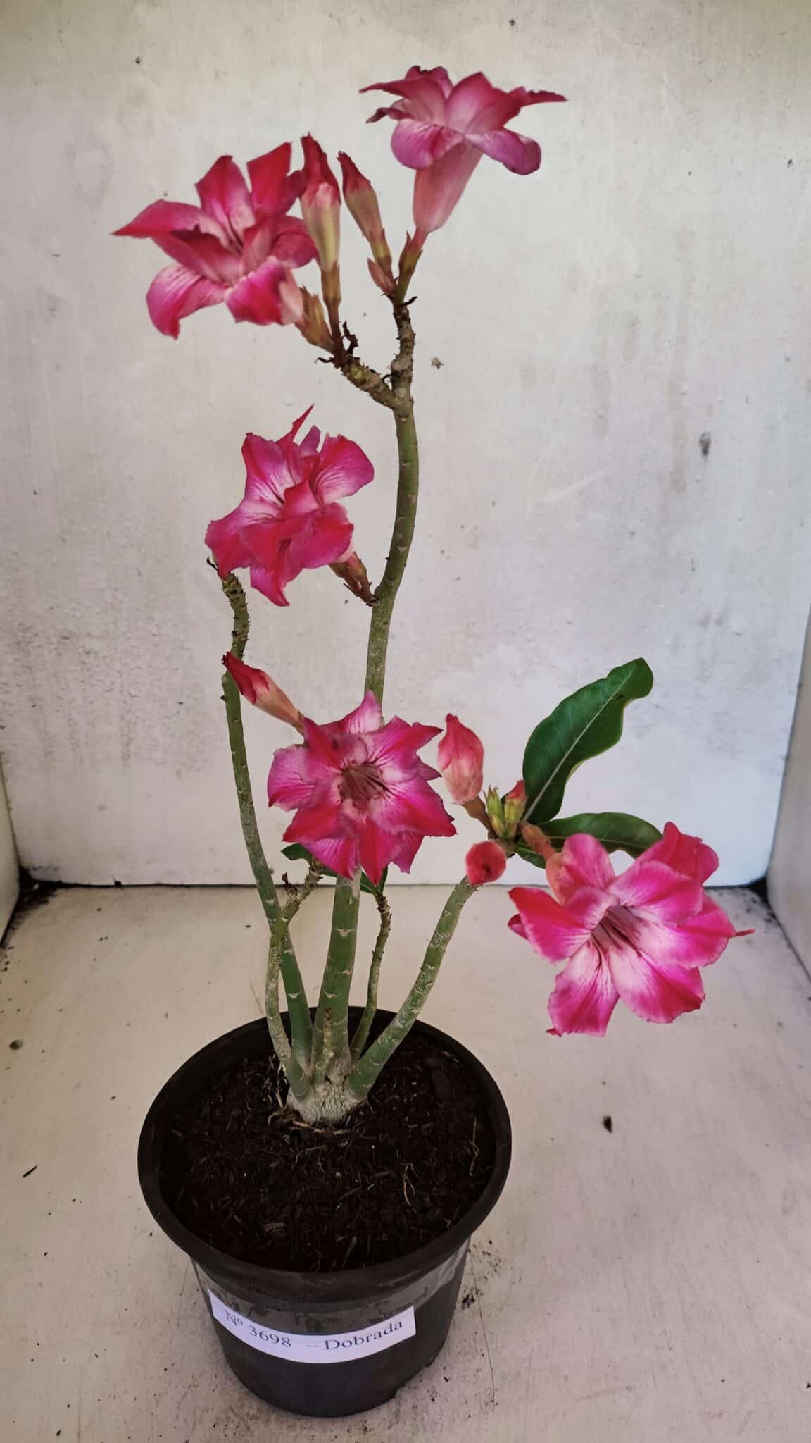 Planta Dobrada 3698 – 35cm – 03 anos - foto 2