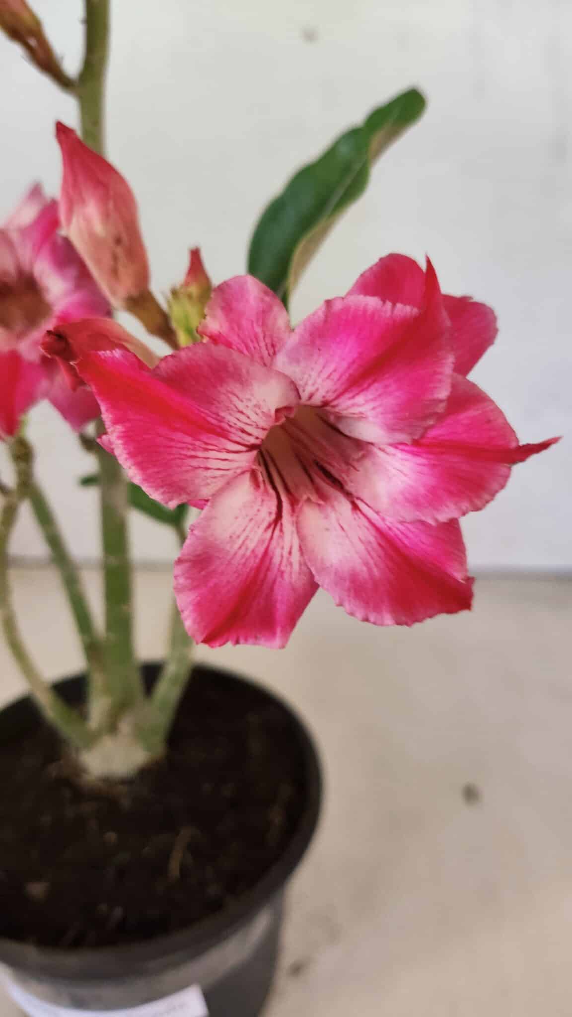 Planta Dobrada 3698 – 35cm – 03 anos - foto 8