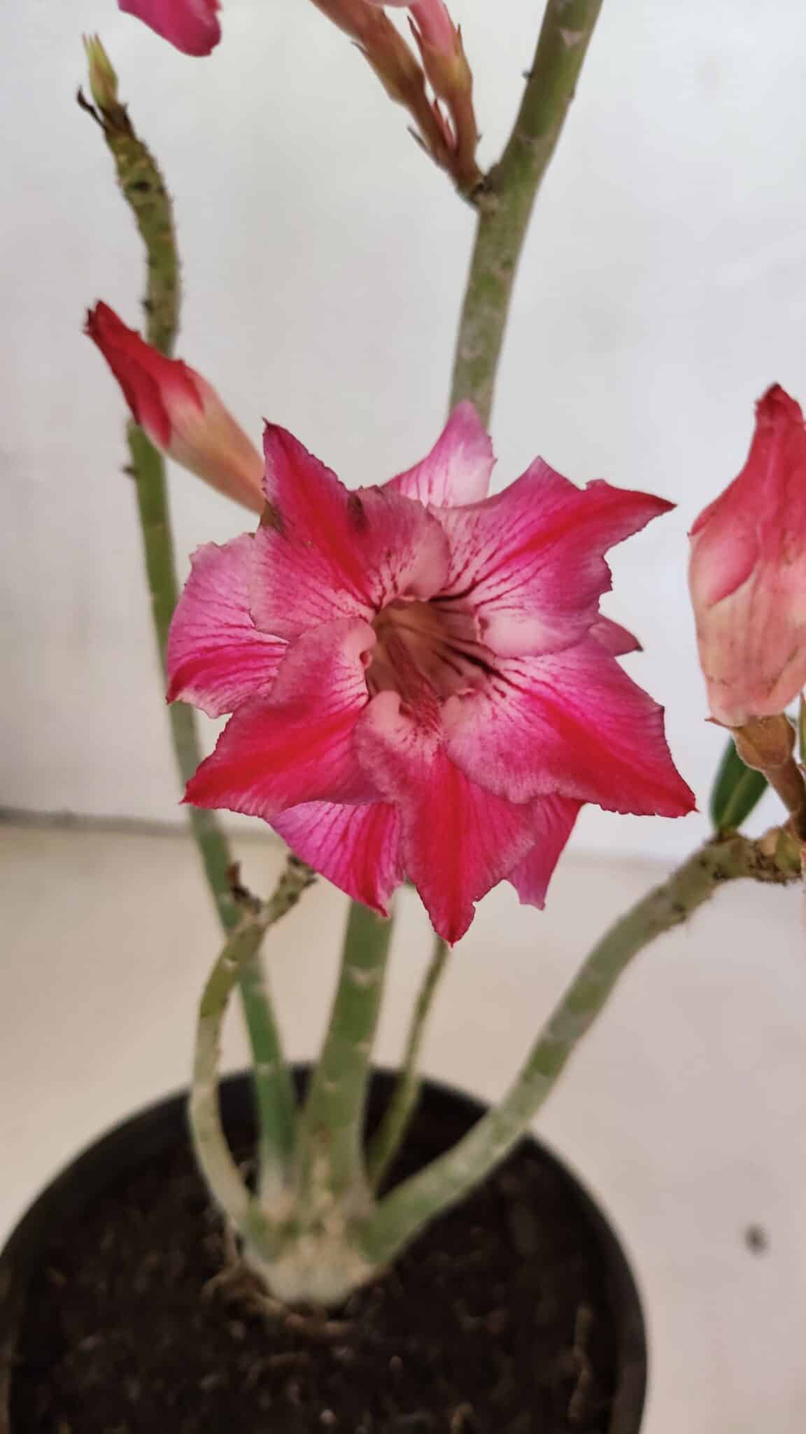 Planta Dobrada 3698 – 35cm – 03 anos - foto 3