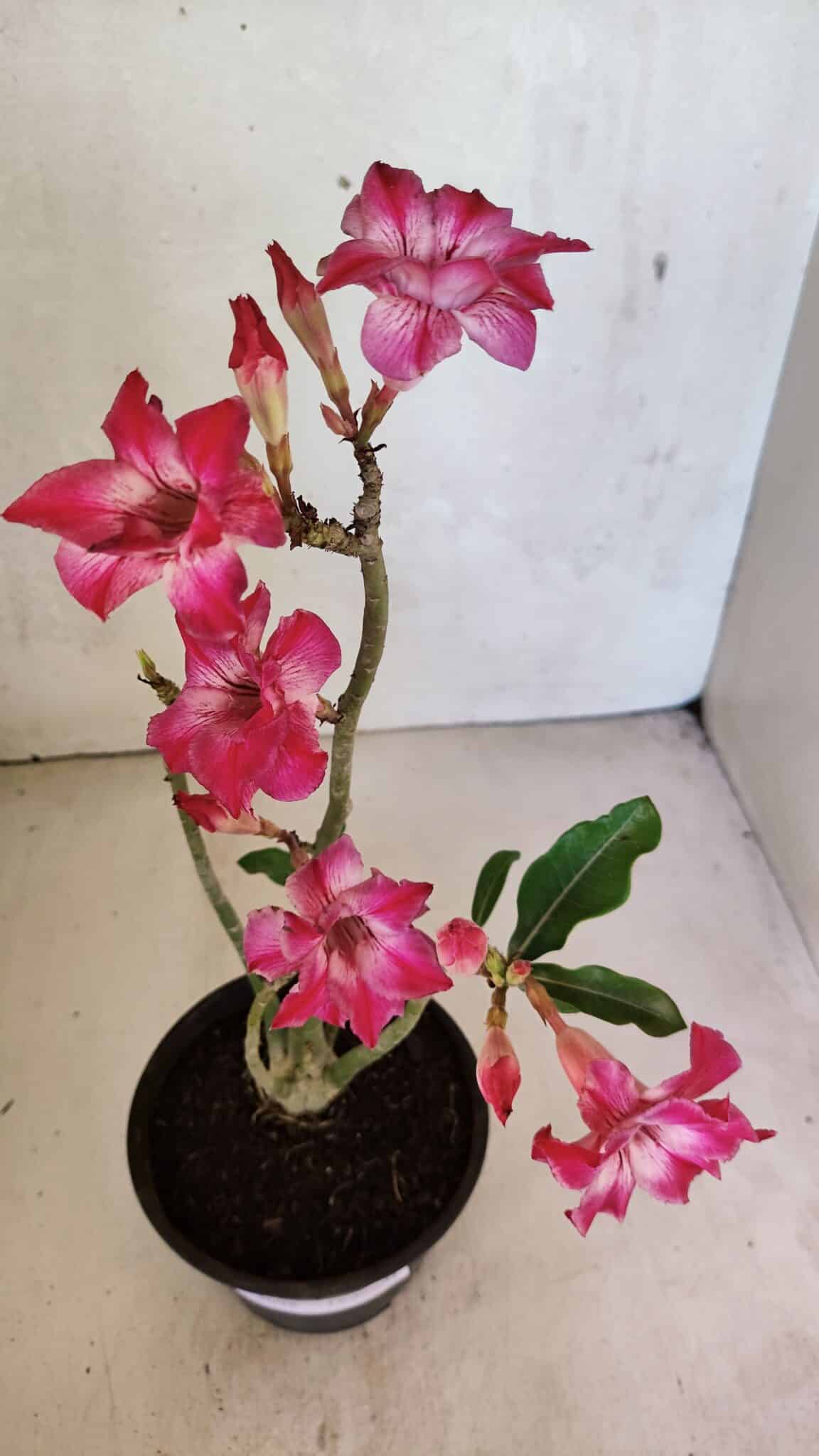 Planta Dobrada 3698 – 35cm – 03 anos - foto 4