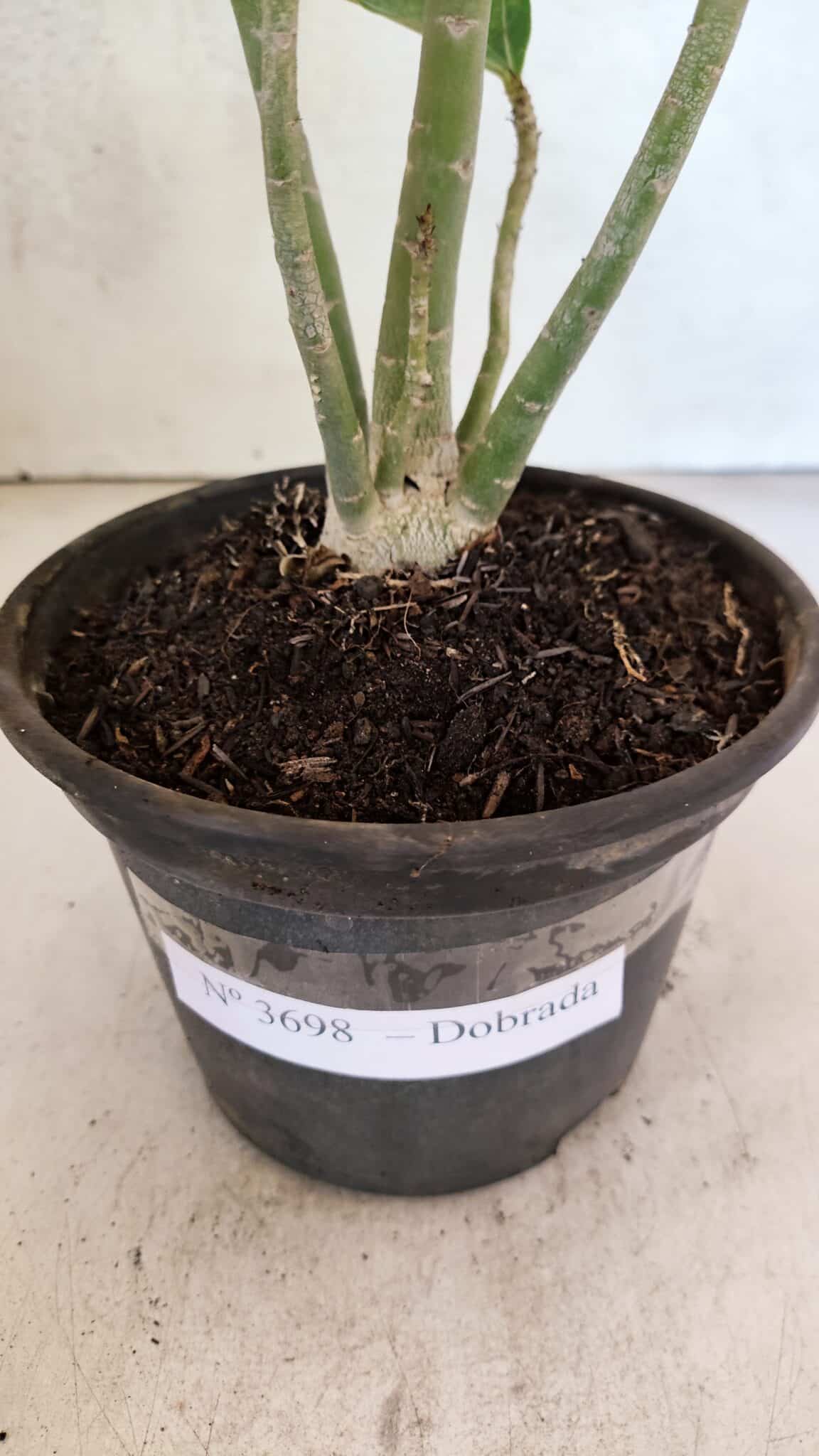 Planta Dobrada 3698 – 35cm – 03 anos - foto 7