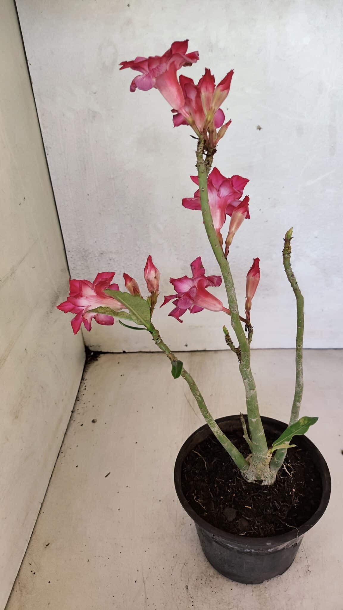 Planta Dobrada 3698 – 35cm – 03 anos - foto 6