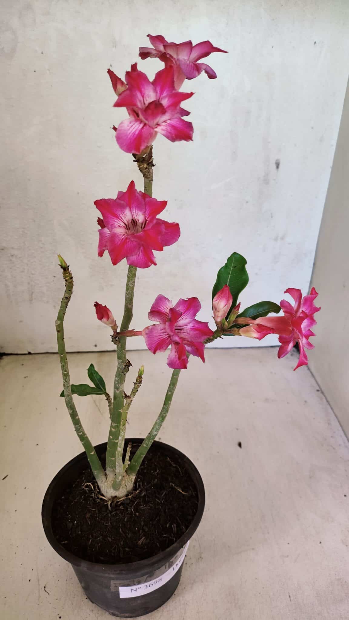 Planta Dobrada 3698 – 35cm – 03 anos - foto 5