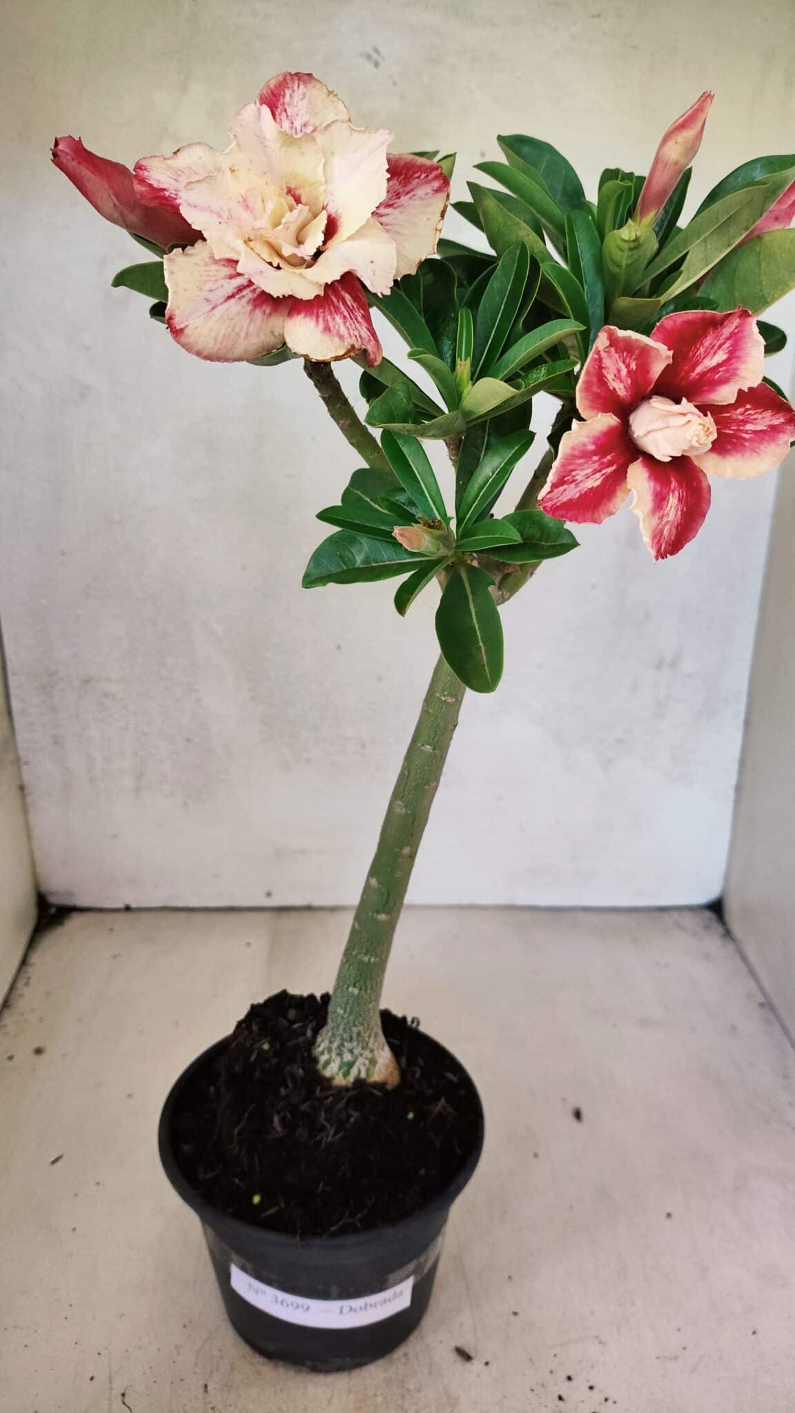 Planta Dobrada 3699 – 35cm – 03 anos - foto 2