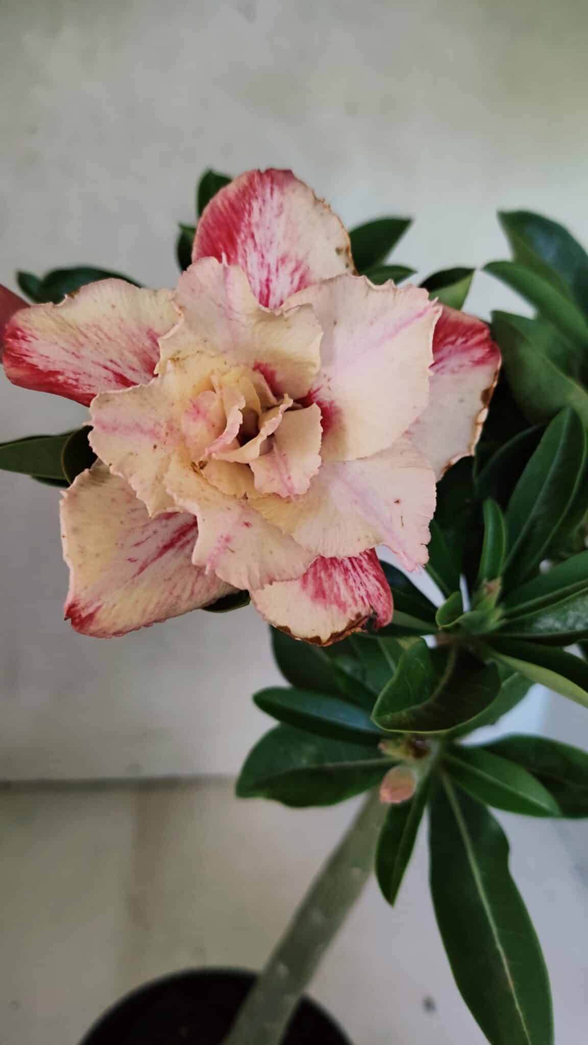 Planta Dobrada 3699 – 35cm – 03 anos - foto 4