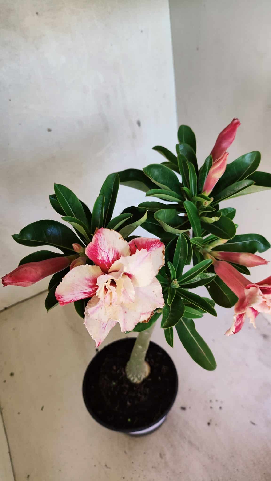Planta Dobrada 3699 – 35cm – 03 anos - foto 6