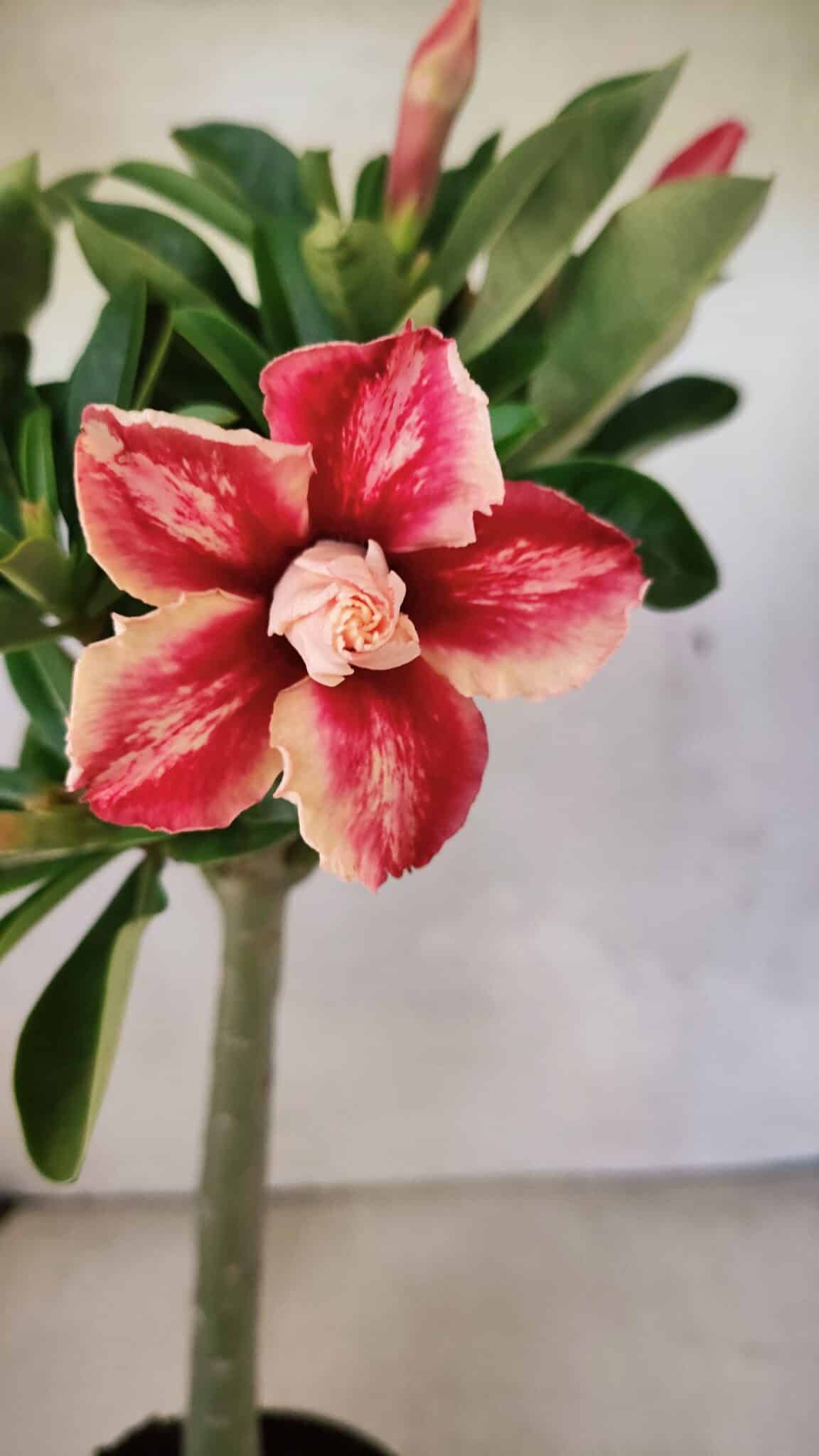 Planta Dobrada 3699 – 35cm – 03 anos - foto 3
