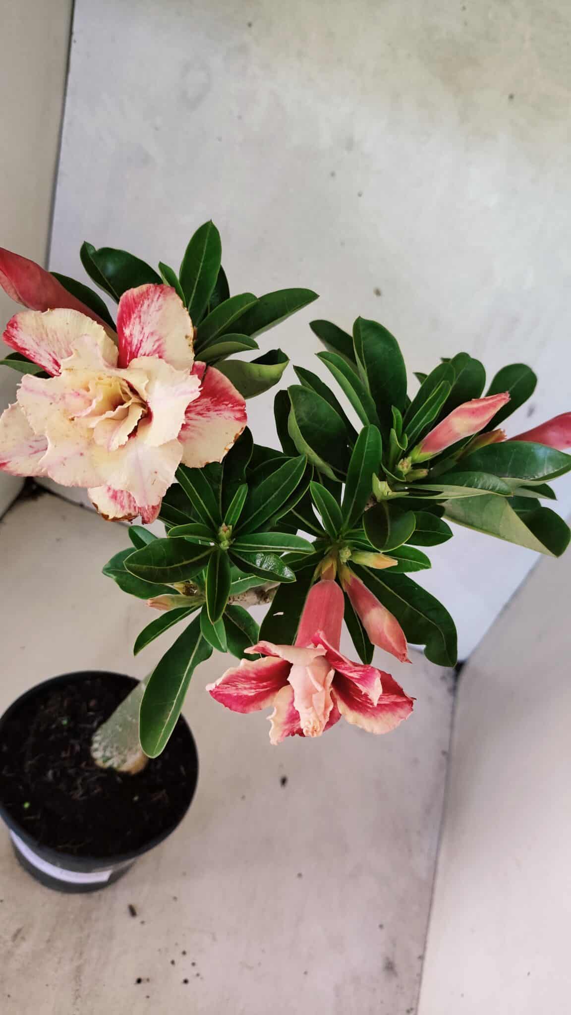 Planta Dobrada 3699 – 35cm – 03 anos - foto 5