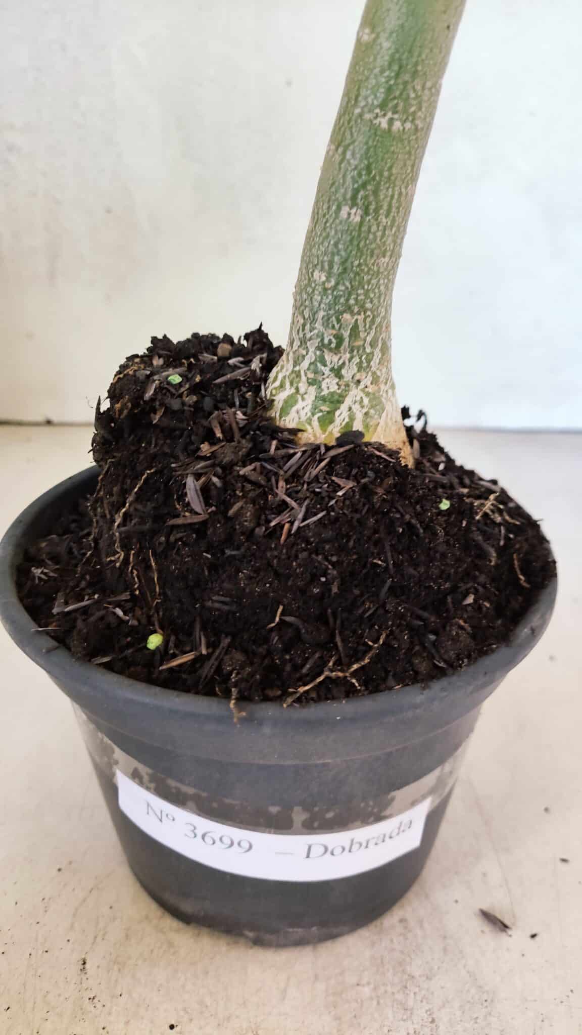 Planta Dobrada 3699 – 35cm – 03 anos - foto 9