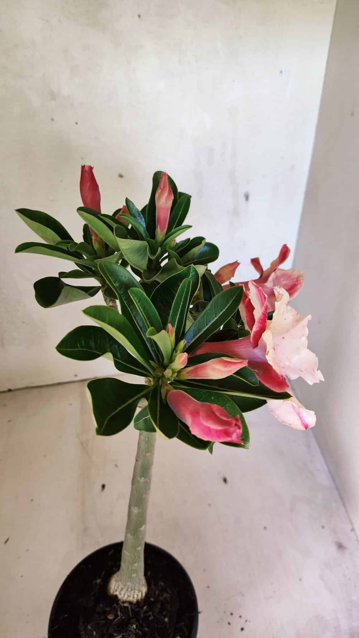 Planta Dobrada 3699 – 35cm – 03 anos - foto 8