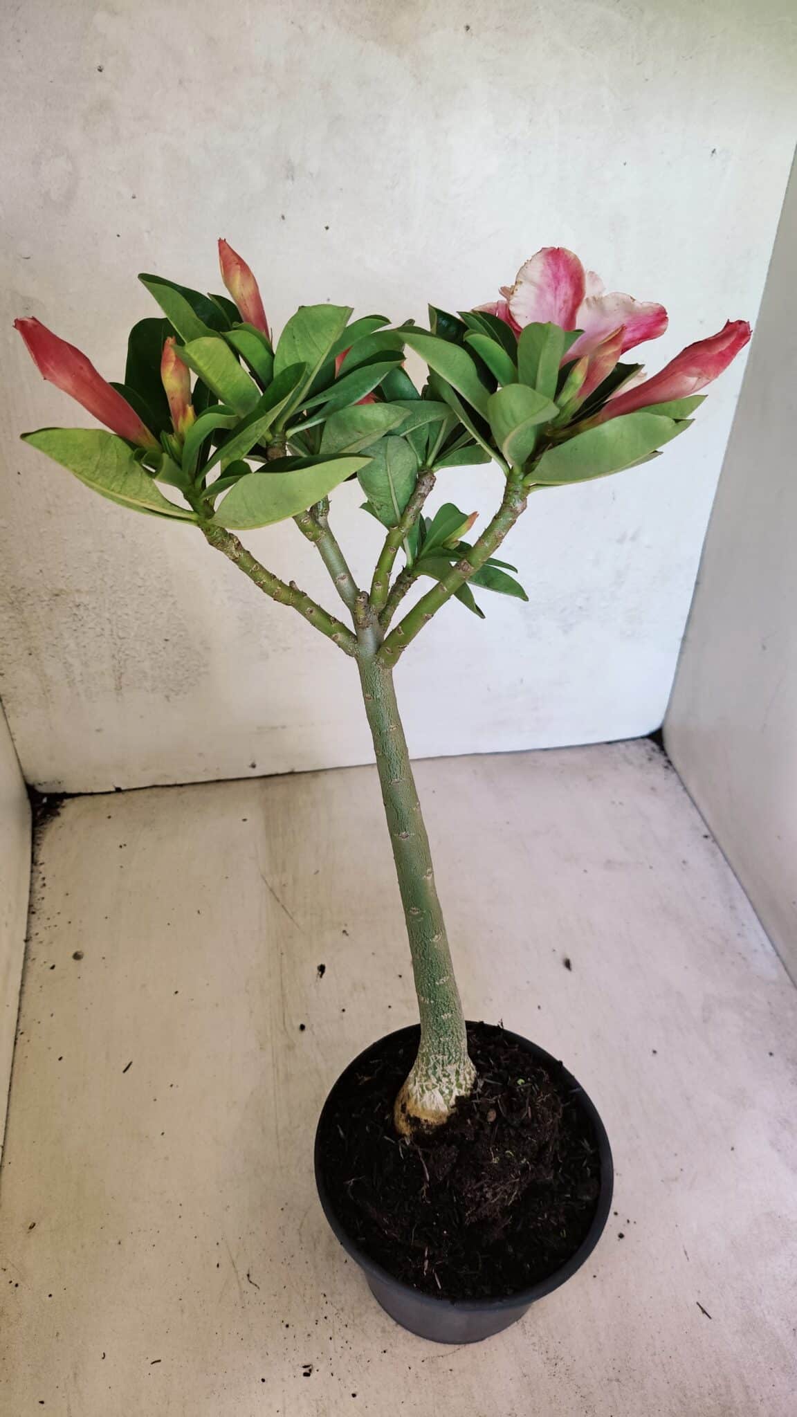 Planta Dobrada 3699 – 35cm – 03 anos - foto 7