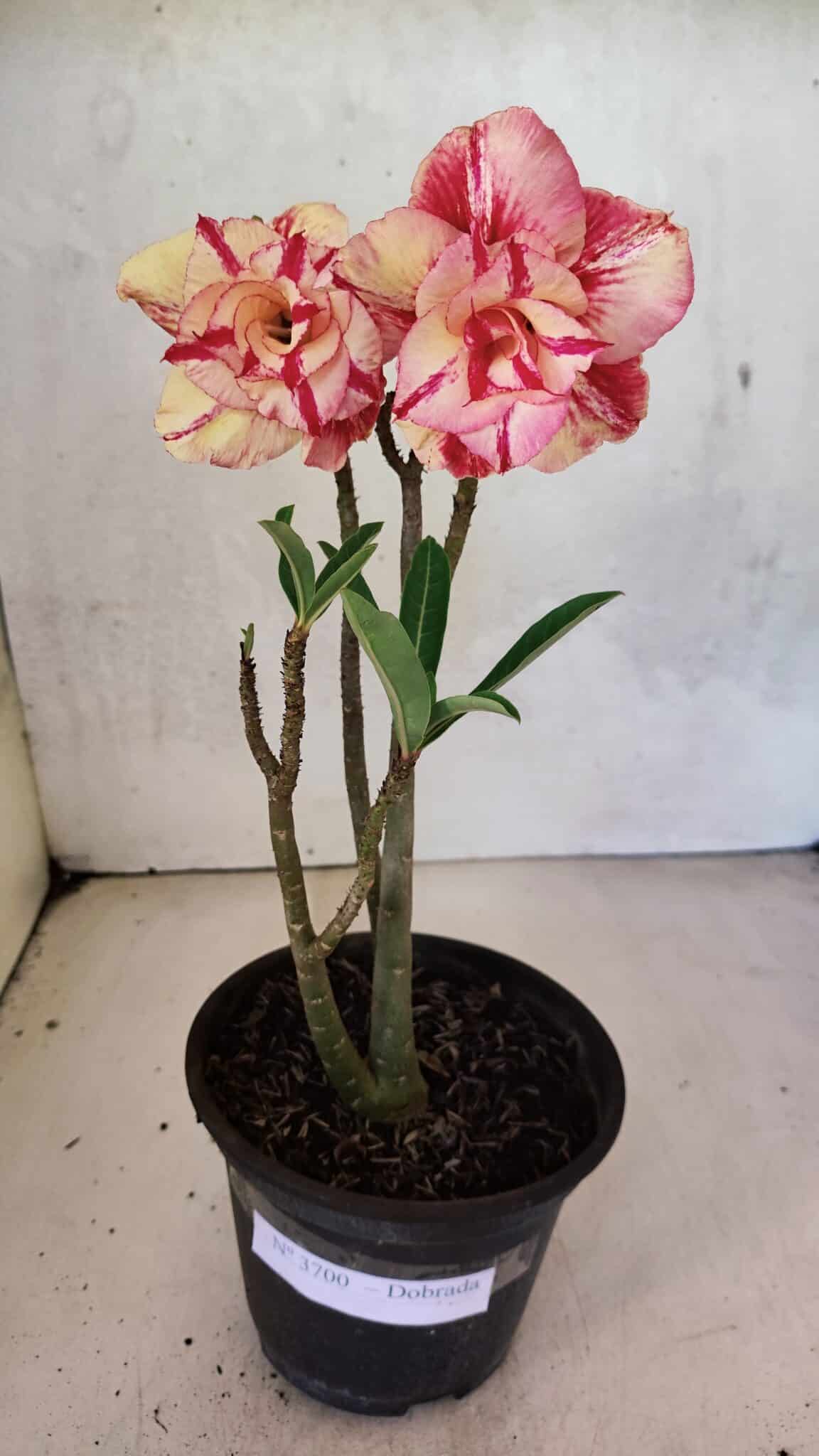 Planta Dobrada 3700 – 30cm – 02 anos - foto 2