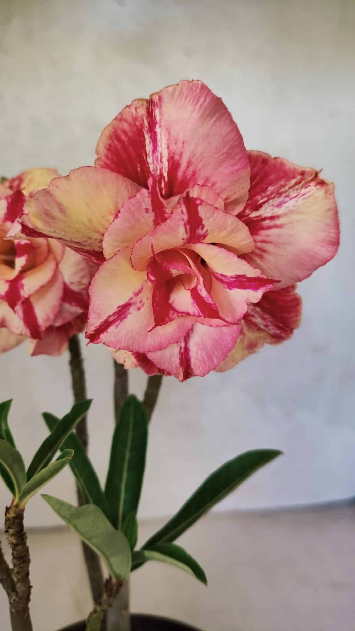 Planta Dobrada 3700 – 30cm – 02 anos - foto 4
