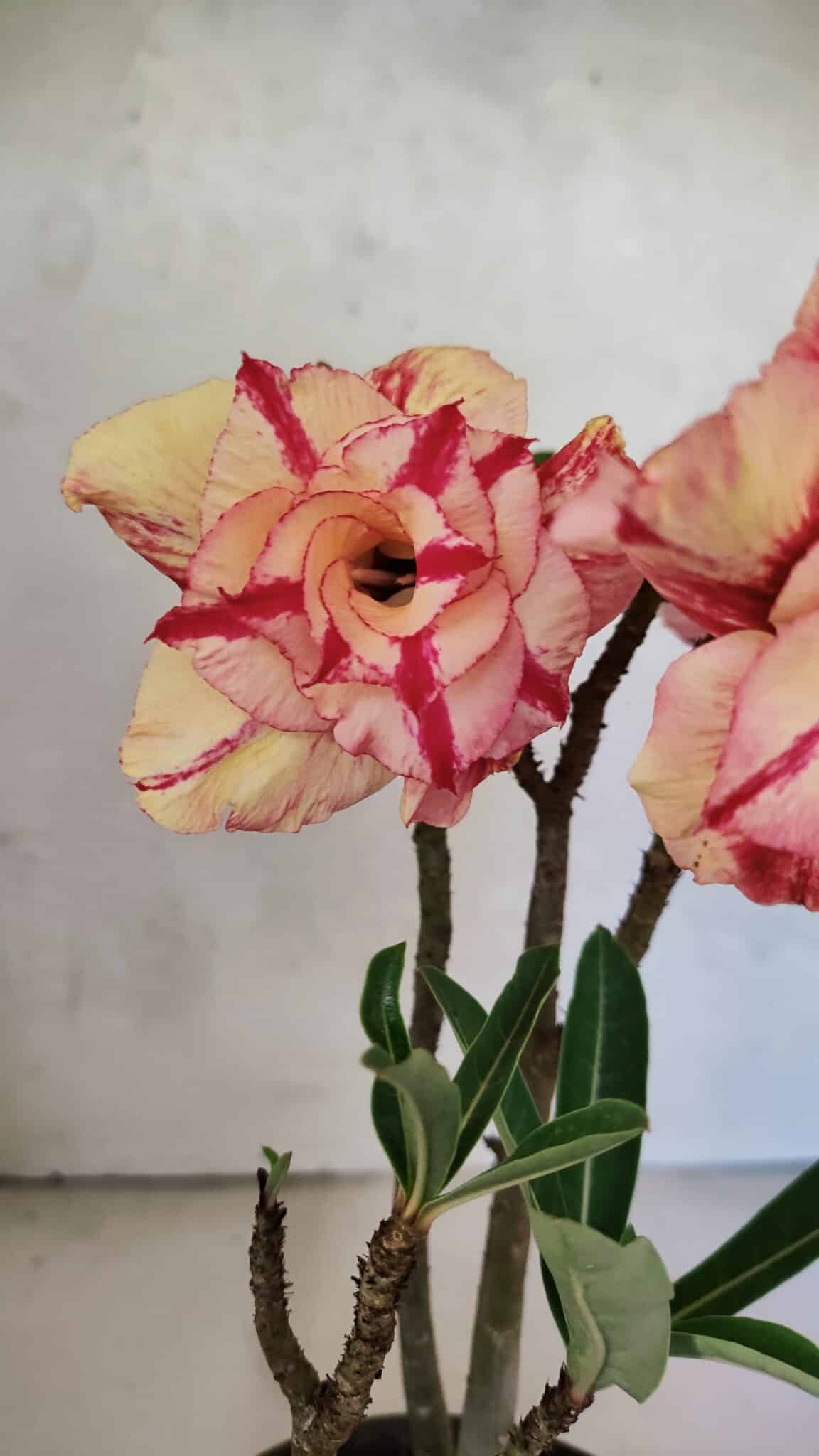 Planta Dobrada 3700 – 30cm – 02 anos - foto 3