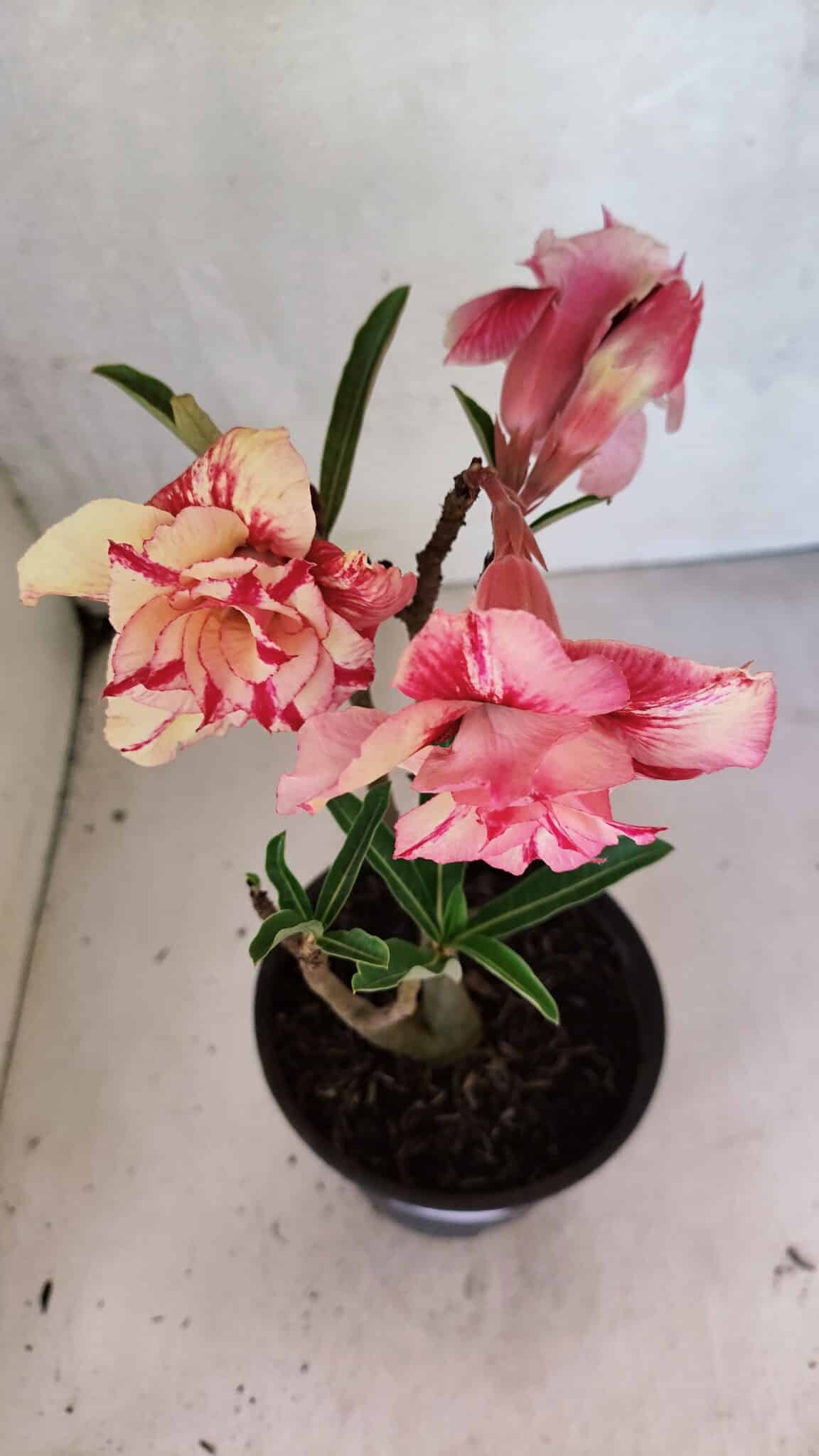 Planta Dobrada 3700 – 30cm – 02 anos - foto 5