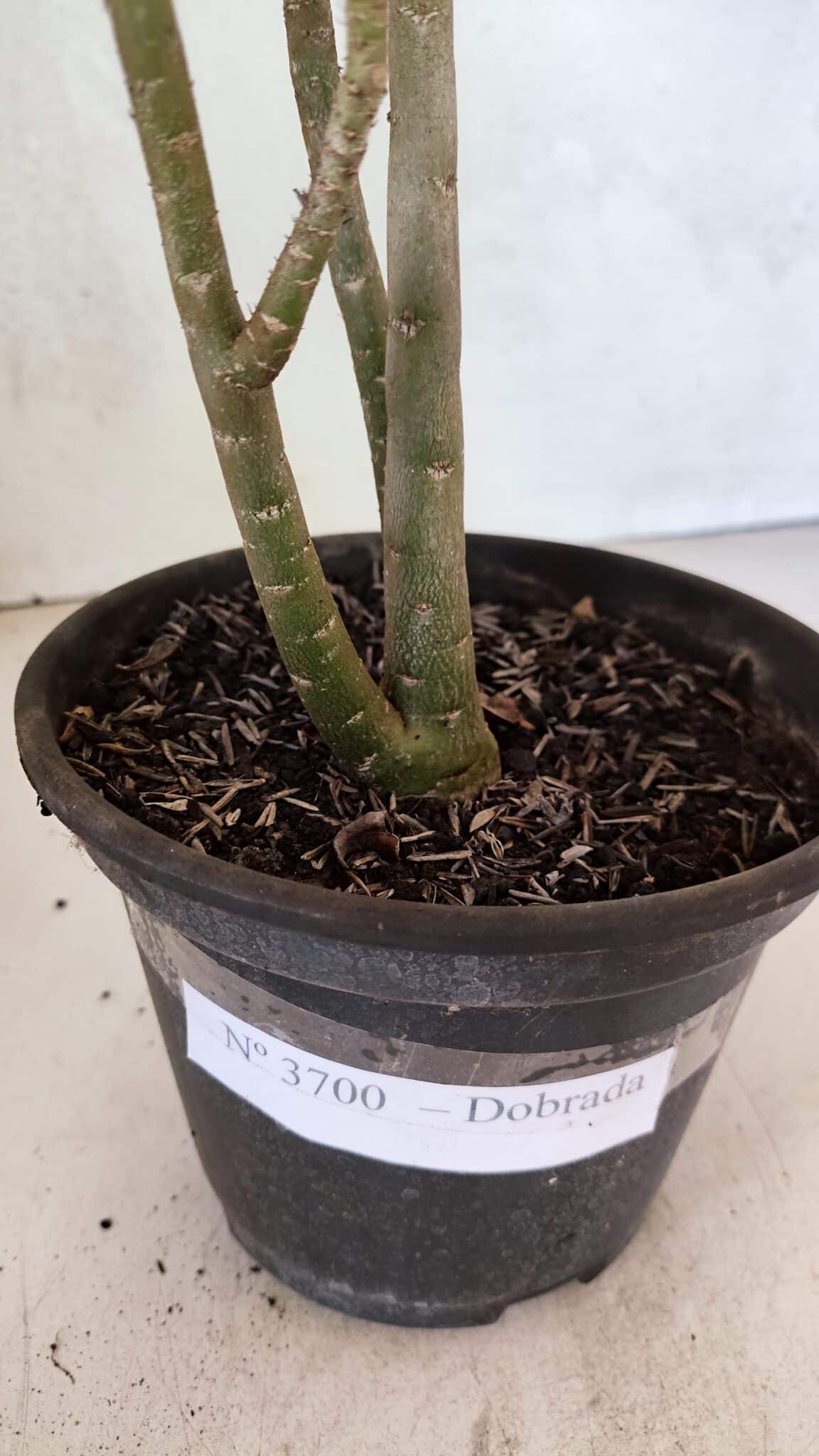 Planta Dobrada 3700 – 30cm – 02 anos - foto 7