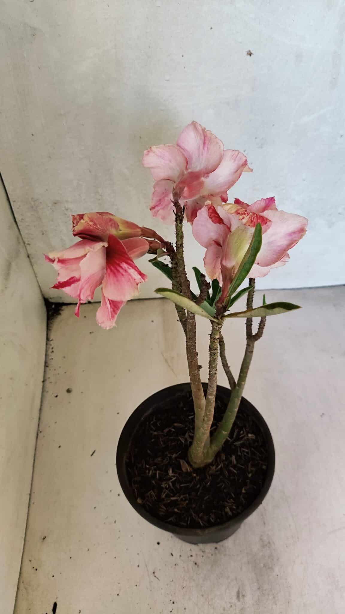 Planta Dobrada 3700 – 30cm – 02 anos - foto 6