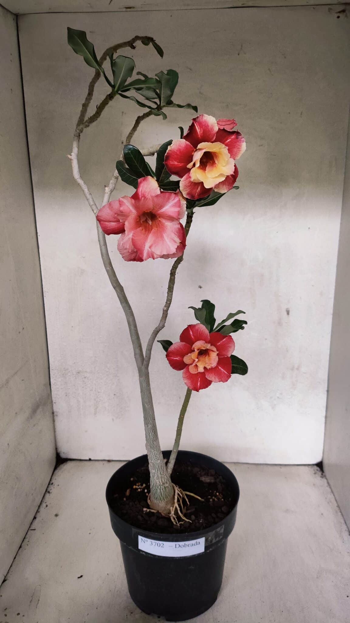 Planta Dobrada 3702 – 45cm – 03 anos - imagem 2