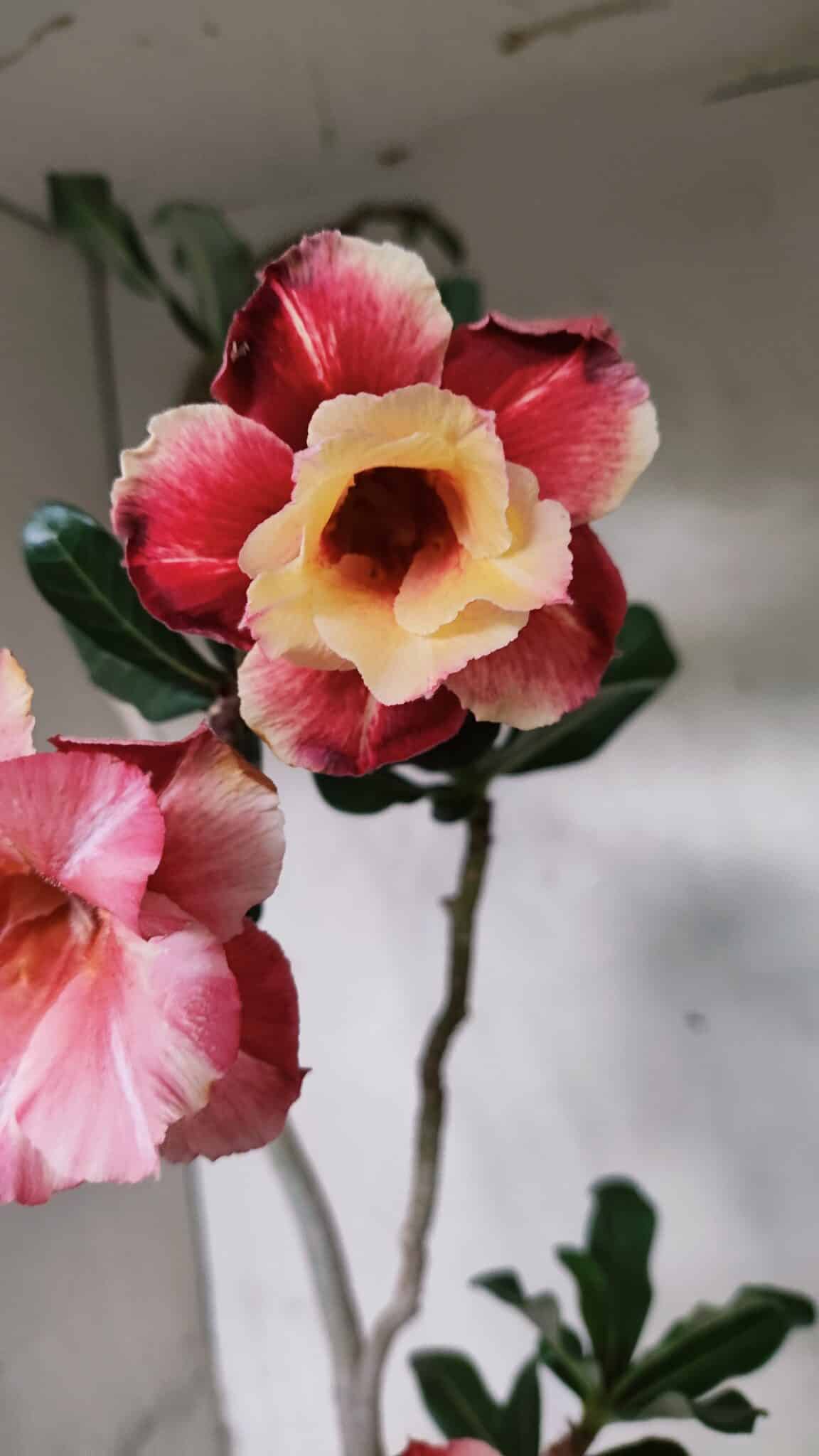 Planta Dobrada 3702 – 45cm – 03 anos - imagem 4