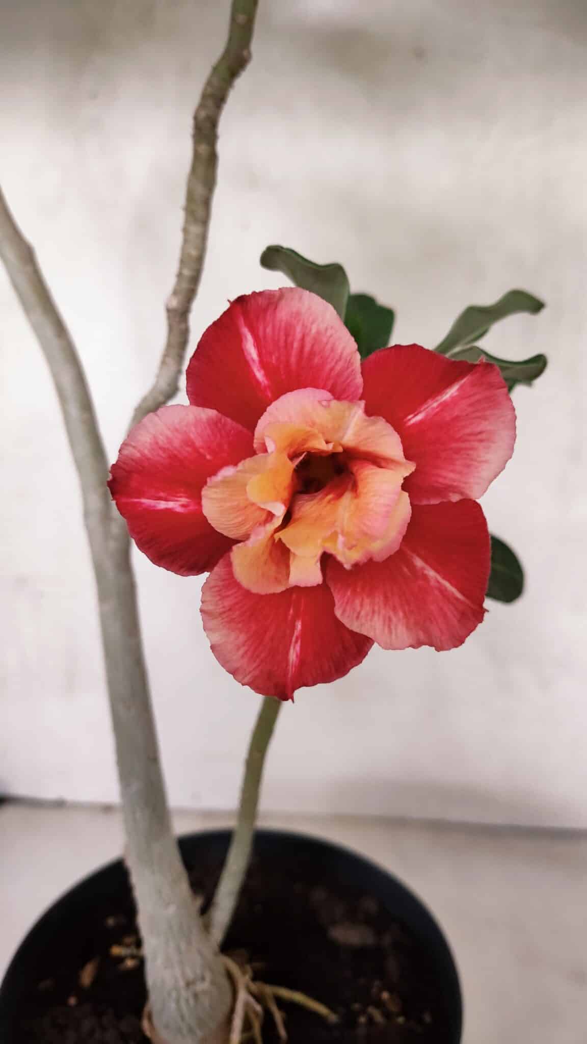Planta Dobrada 3702 – 45cm – 03 anos - imagem 3