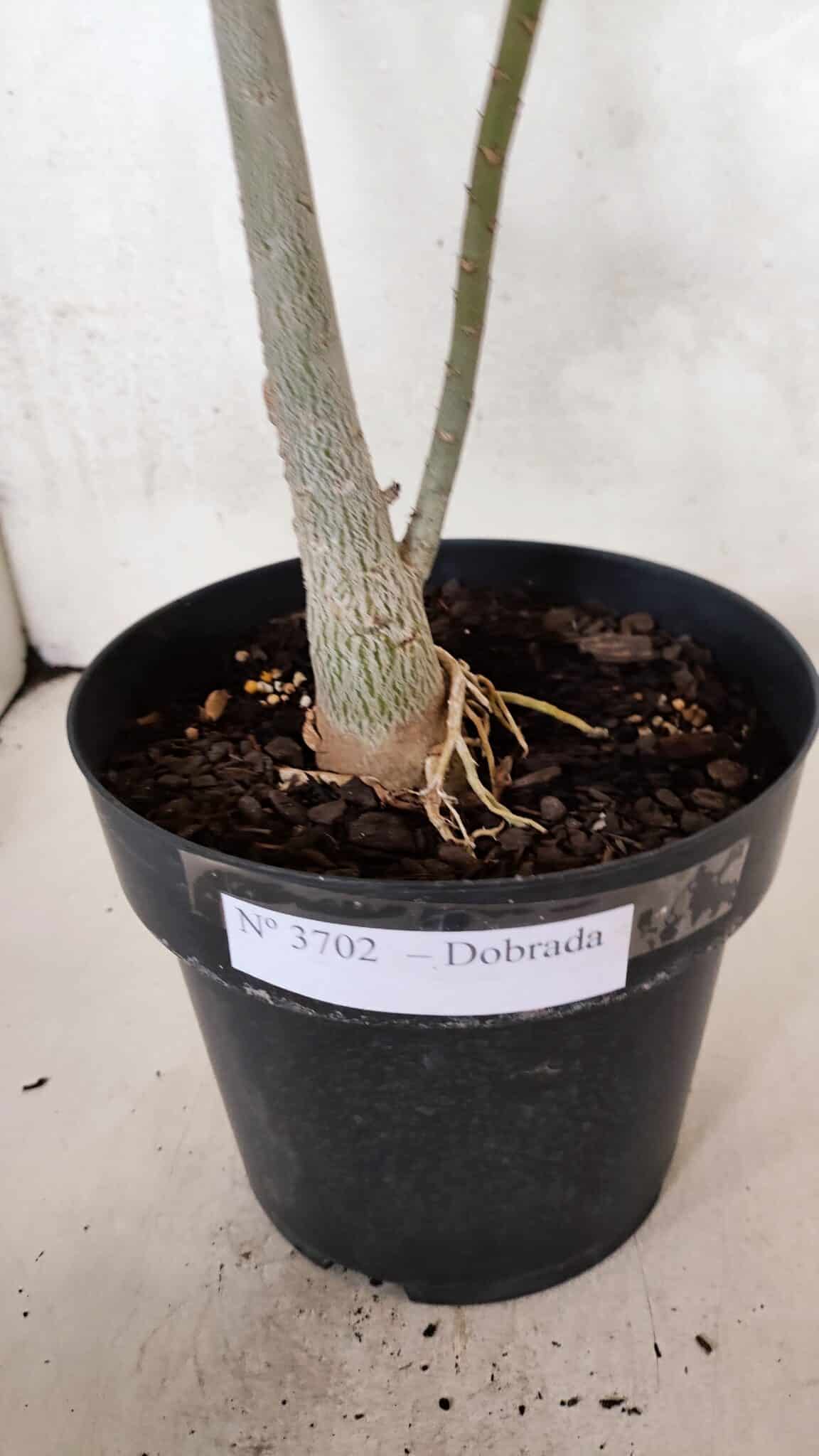 Planta Dobrada 3702 – 45cm – 03 anos - imagem 7