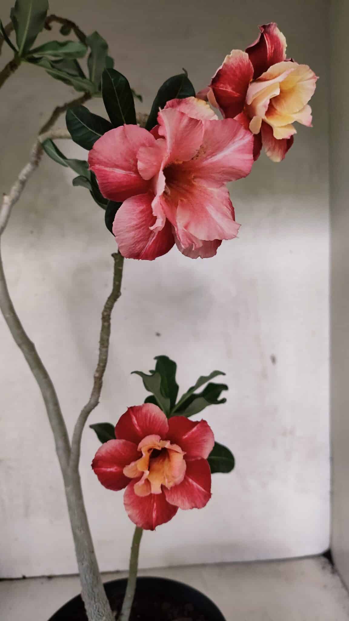 Planta Dobrada 3702 – 45cm – 03 anos - imagem 5