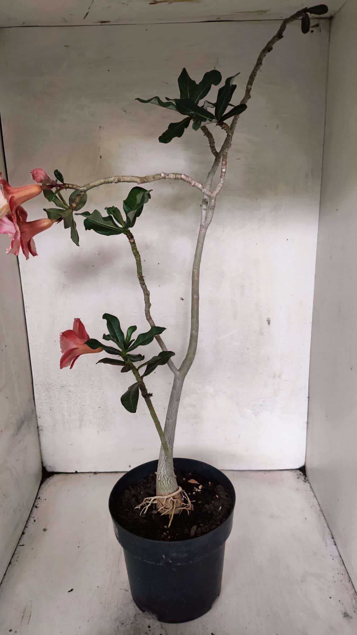 Planta Dobrada 3702 – 45cm – 03 anos - imagem 6
