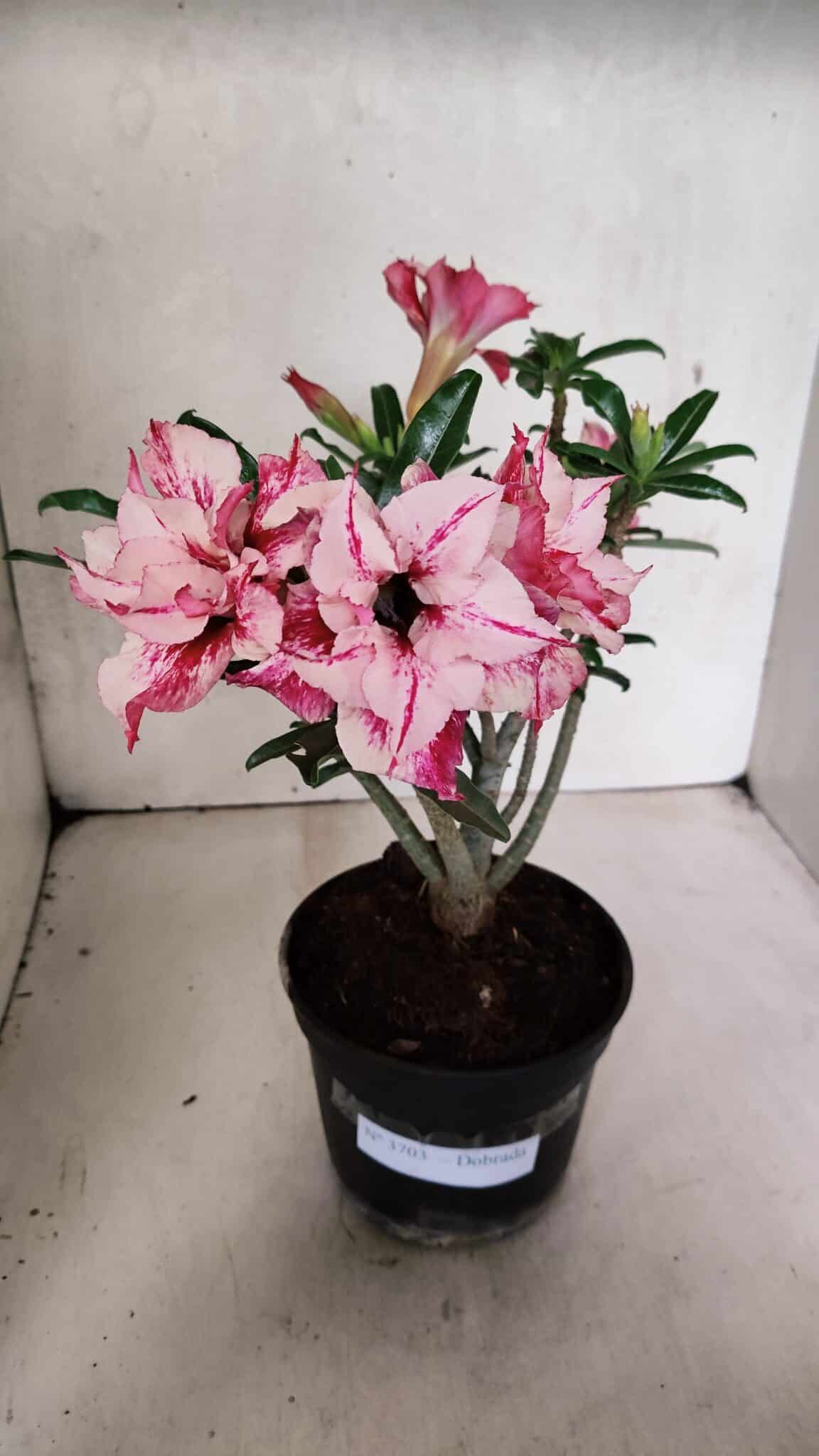 Planta Dobrada 3703 – 30cm – 03 anos - foto 2