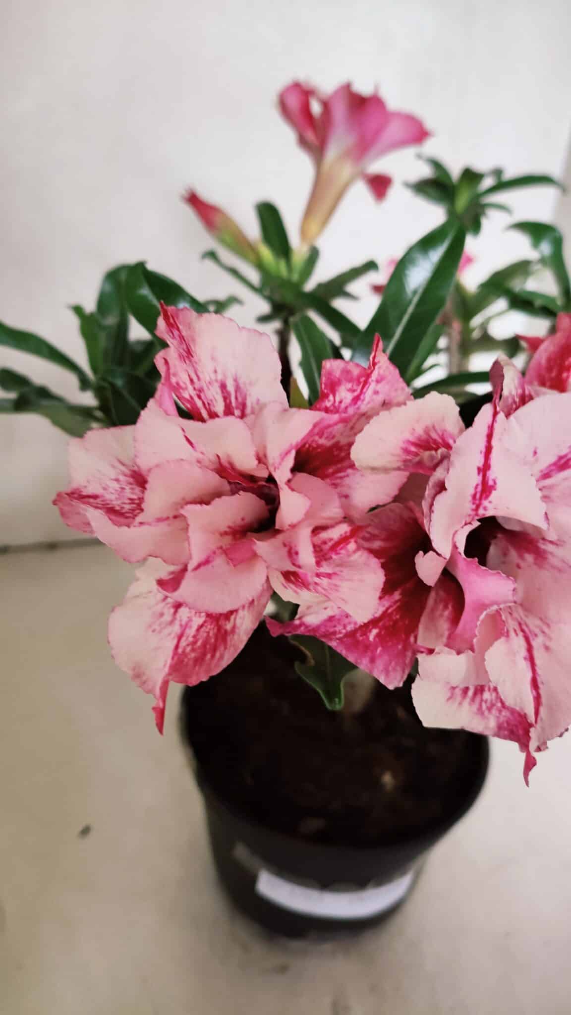 Planta Dobrada 3703 – 30cm – 03 anos - foto 3