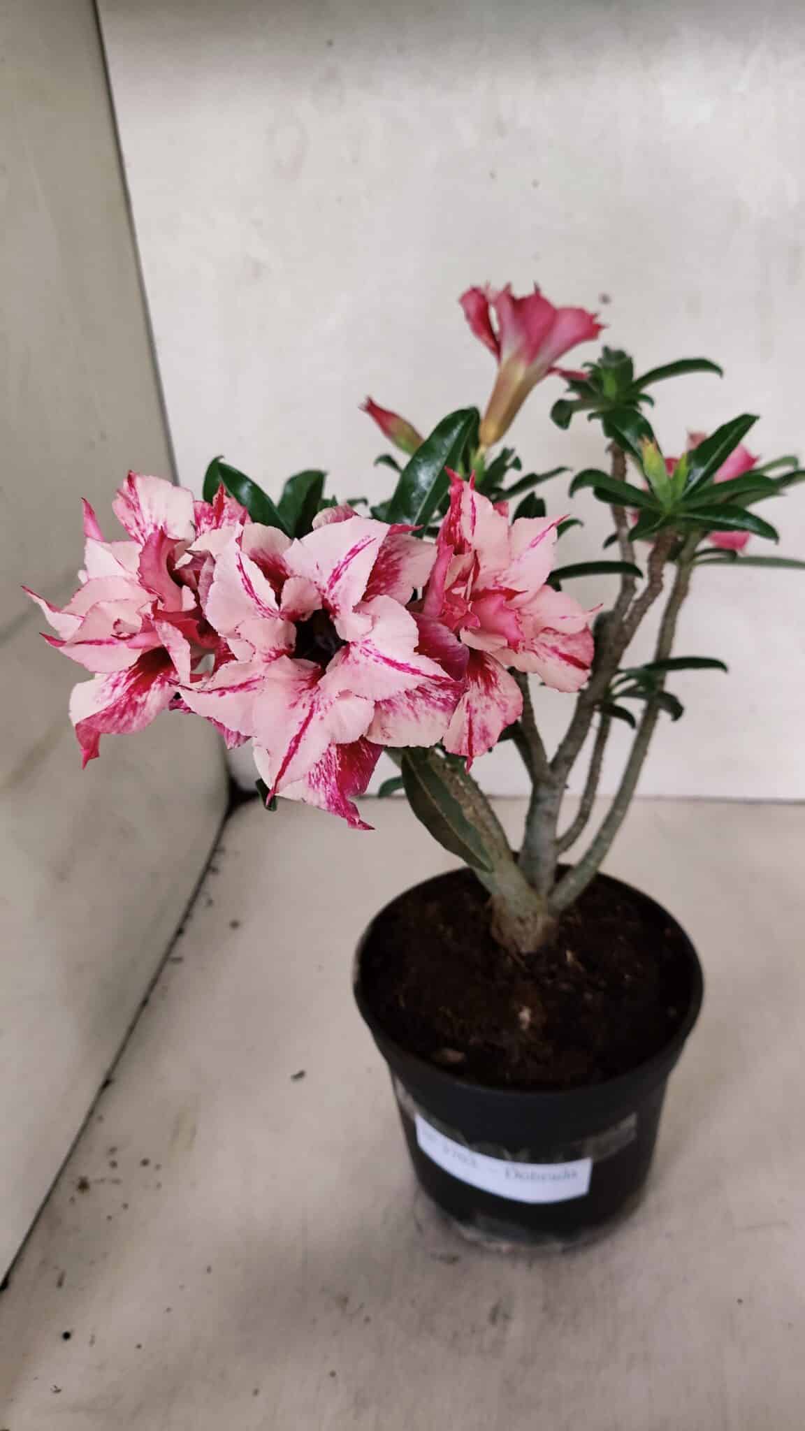 Planta Dobrada 3703 – 30cm – 03 anos - foto 8