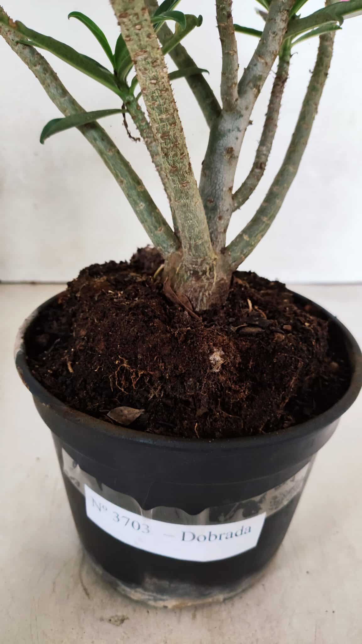 Planta Dobrada 3703 – 30cm – 03 anos - foto 7